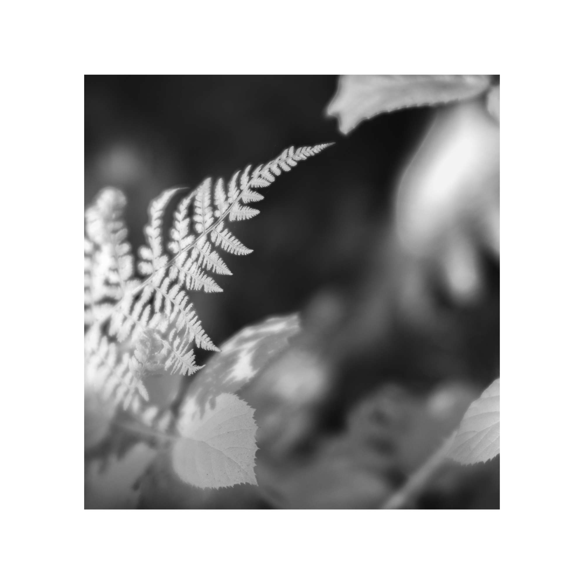 Expressive Woodland Study 7 by Michael Pilkington