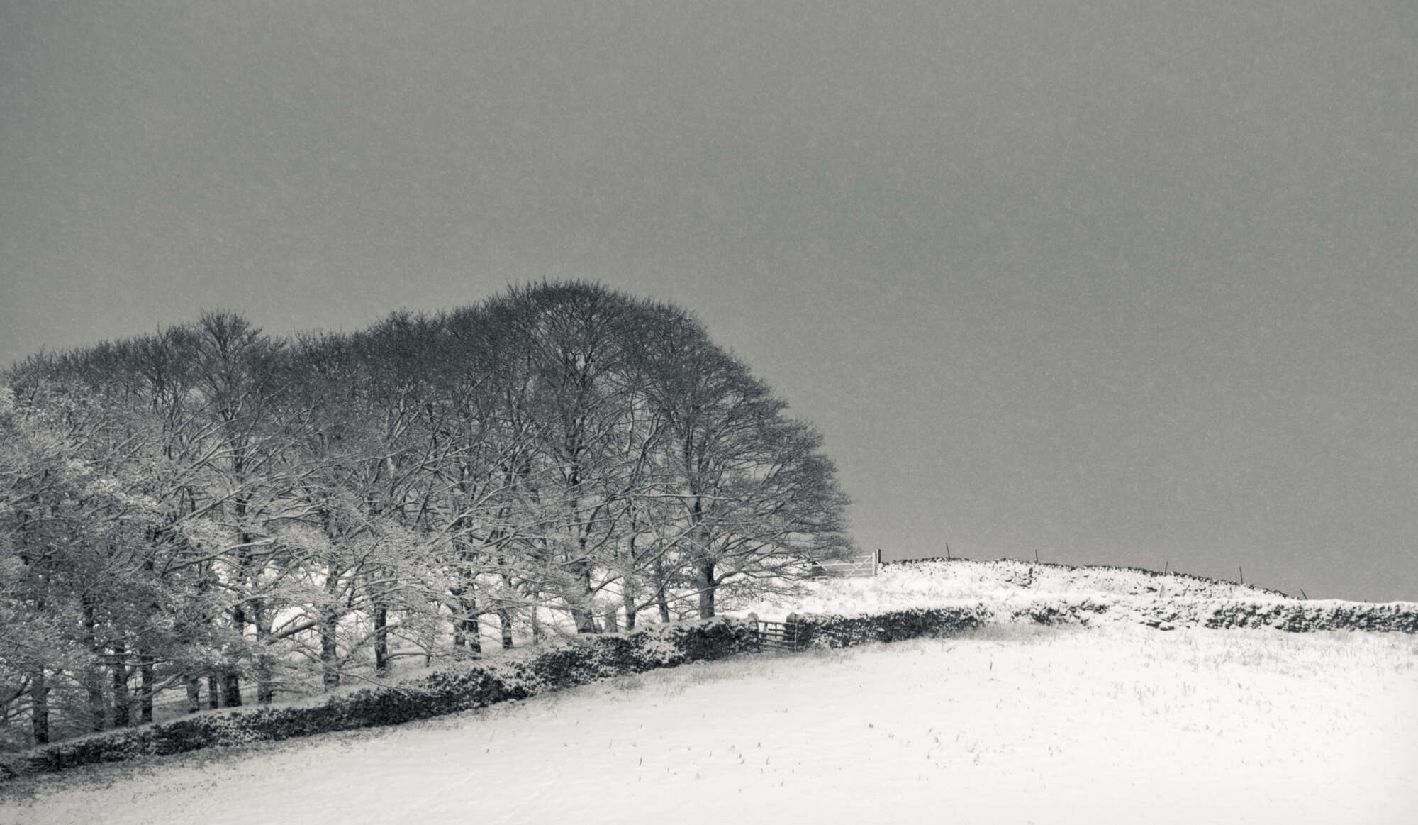 Treeline in Snow Yorkshire Dales  aspect2i