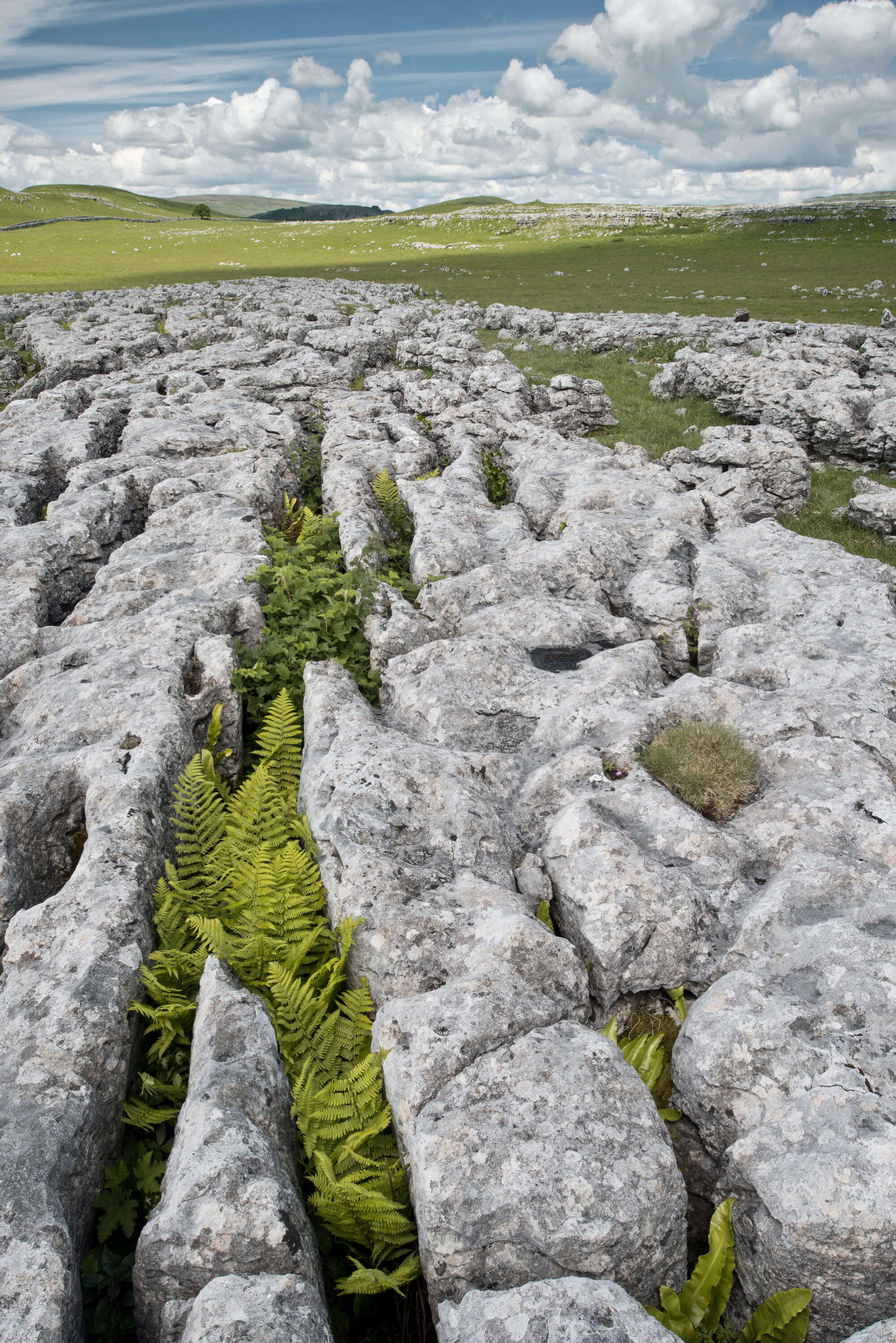 Limestone Pavement Yorkshire Dales by Paul Gallagher aspect2i