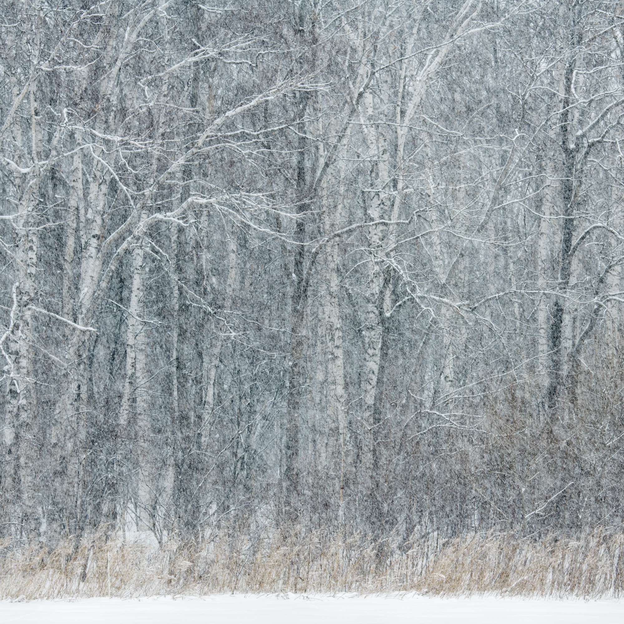 Trees in Snowstorm Hokkaido by Paul Gallagher aspect2i