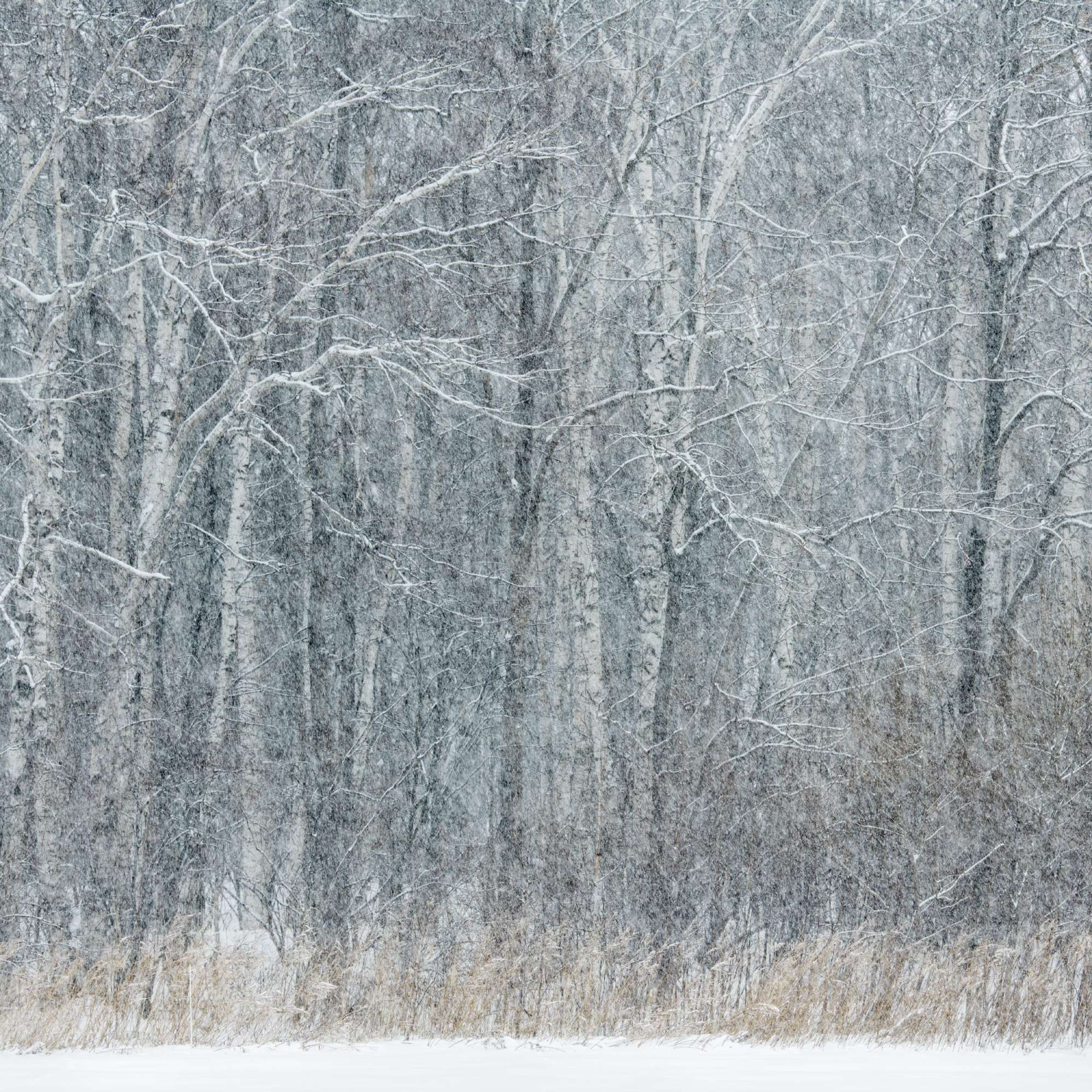 Birch in Blizzard Hokkaido by Paul Gallagher aspect2i