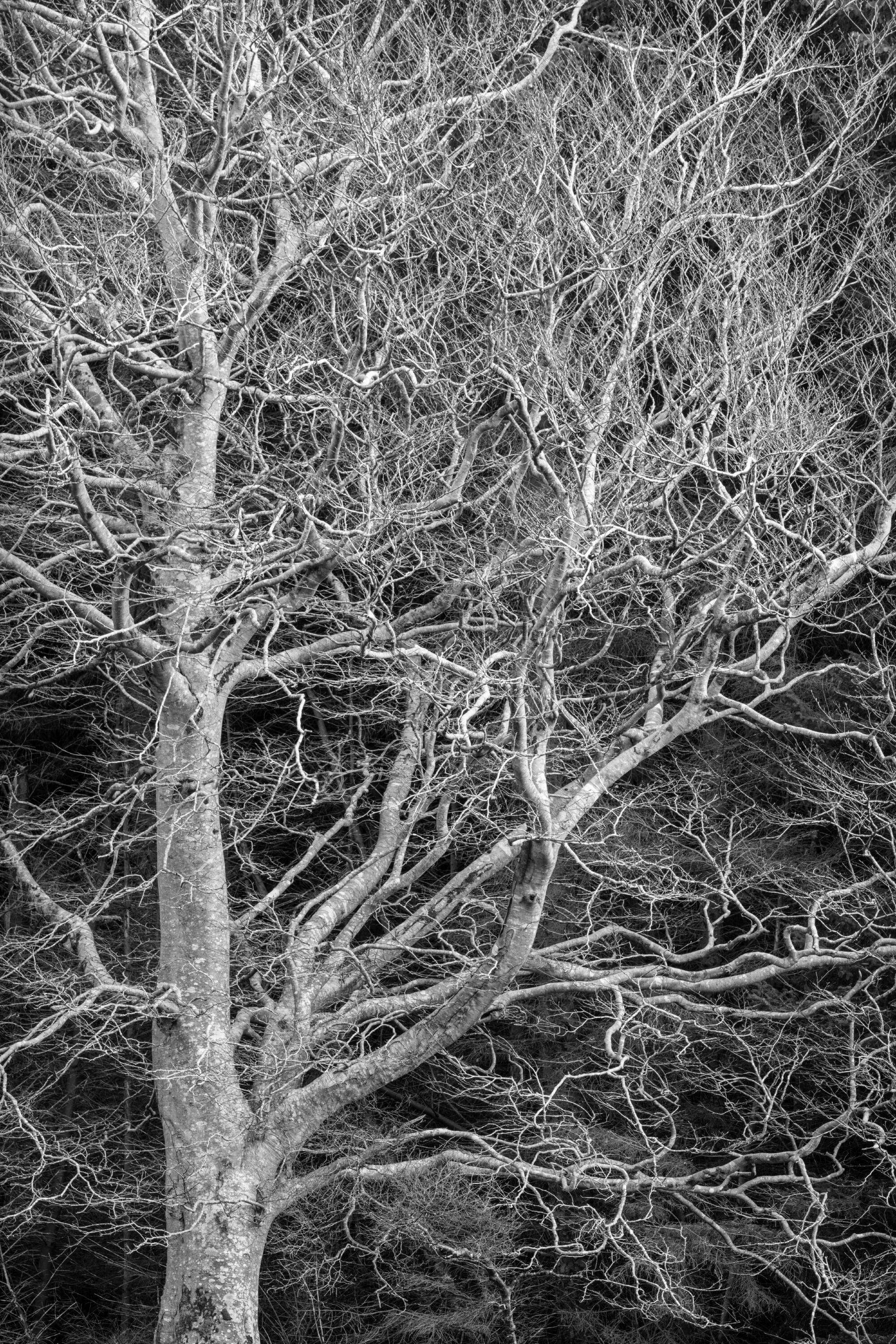 Tree Study by Paul Gallagher aspect2i