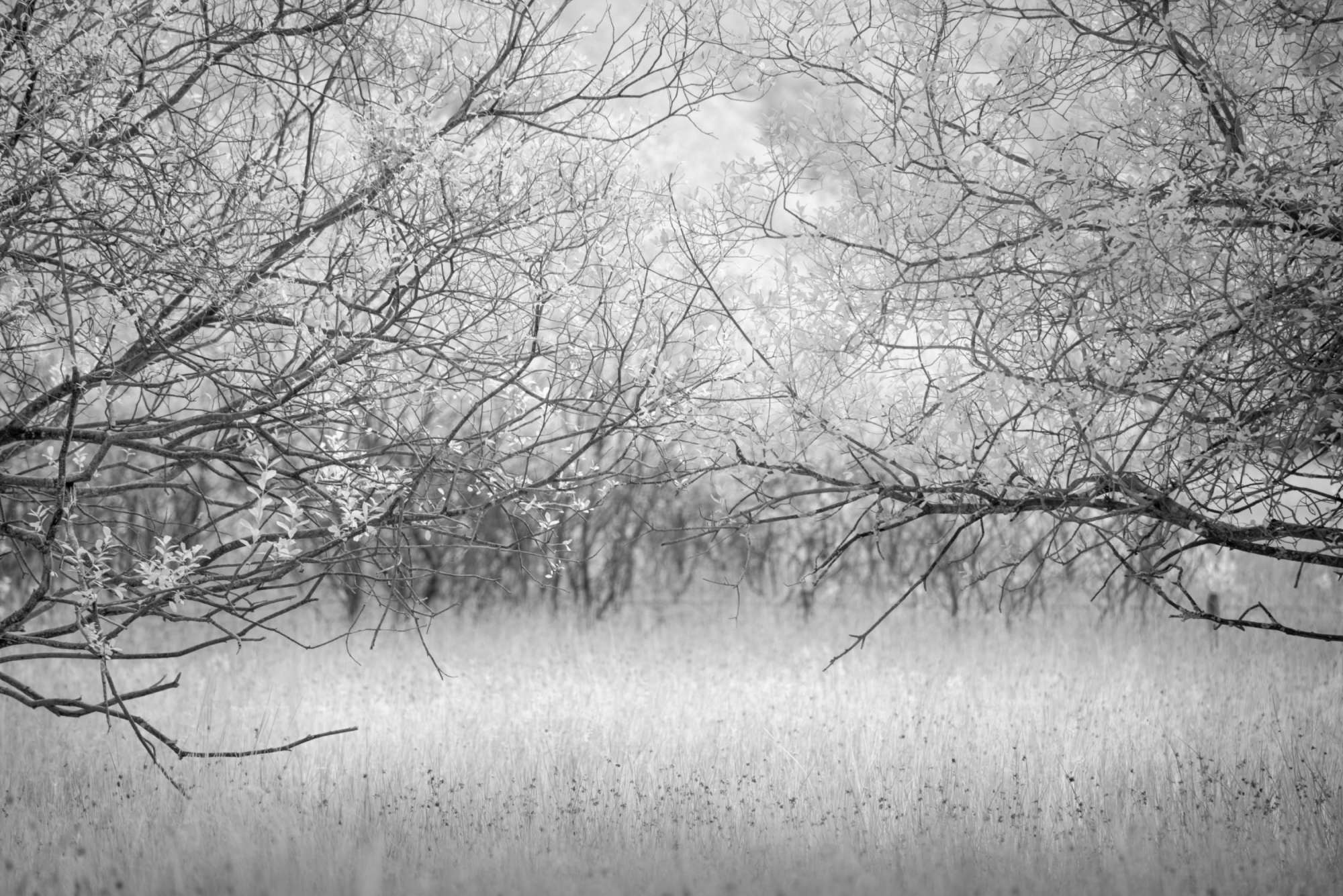 Tree Study in Infrared Lake District Paul Gallagher aspect2i