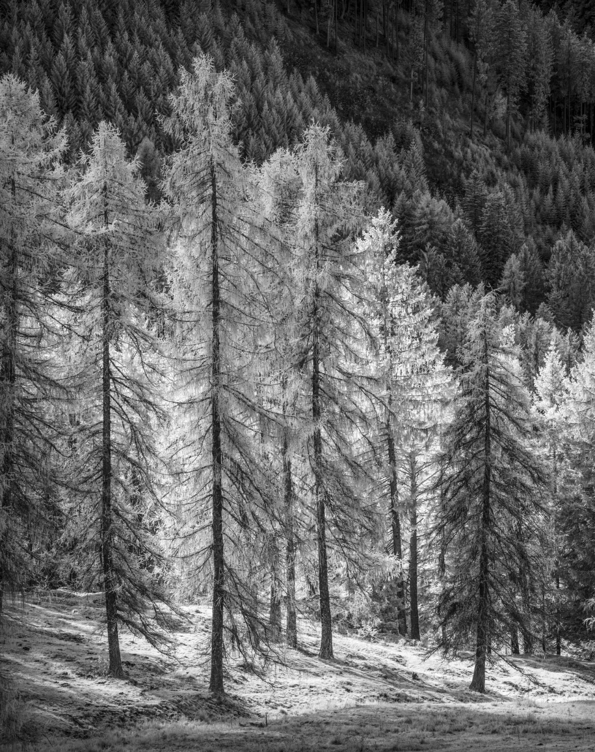 Evening Light and Pines Italian Dolomotes by Paul Gallagher aspect2i