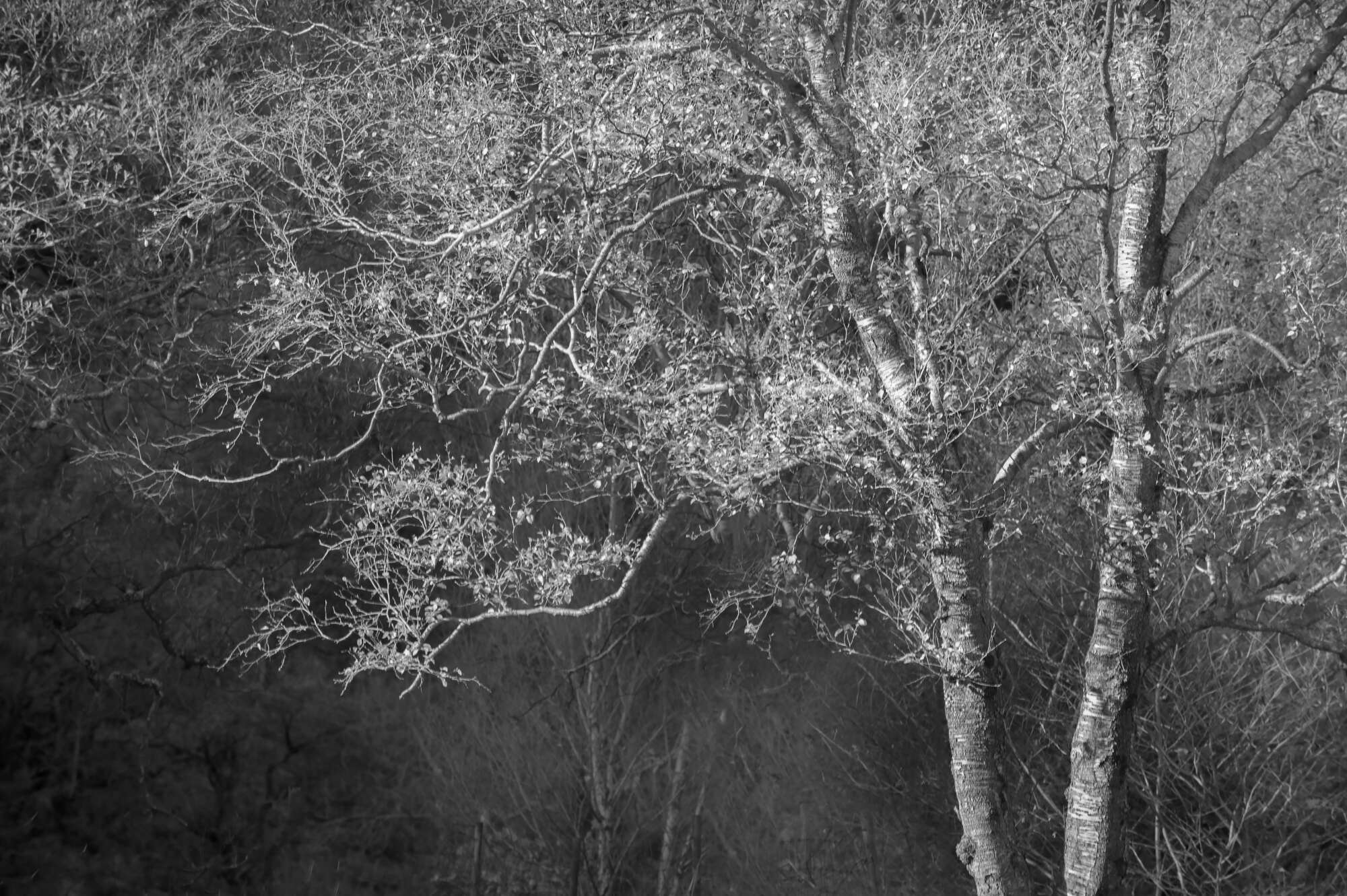 Tree Study in Infrared by Michael Pilkington aspect2i