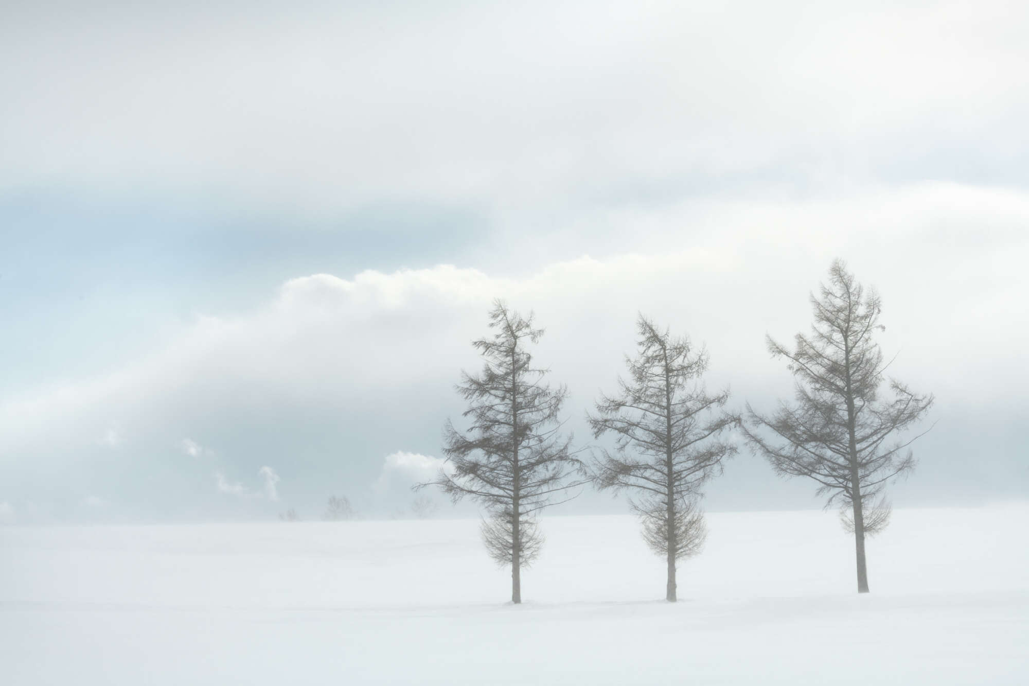 Three Trees in Snow Hokaido by Paul Gallagher aspect2i