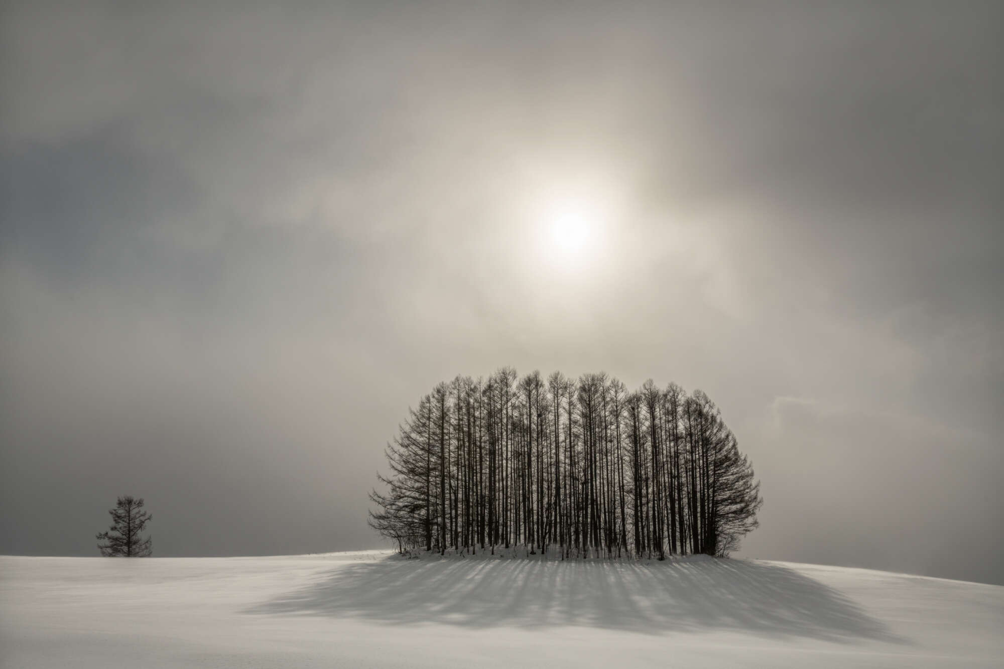 Setting Sun and Copse Hokkaido by Paul Gallagher aspect2i