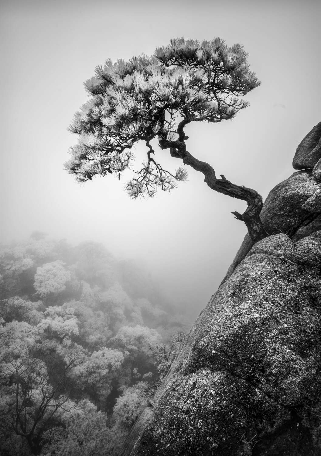 Mountain Pine by Michael Pilkinton aspect2i