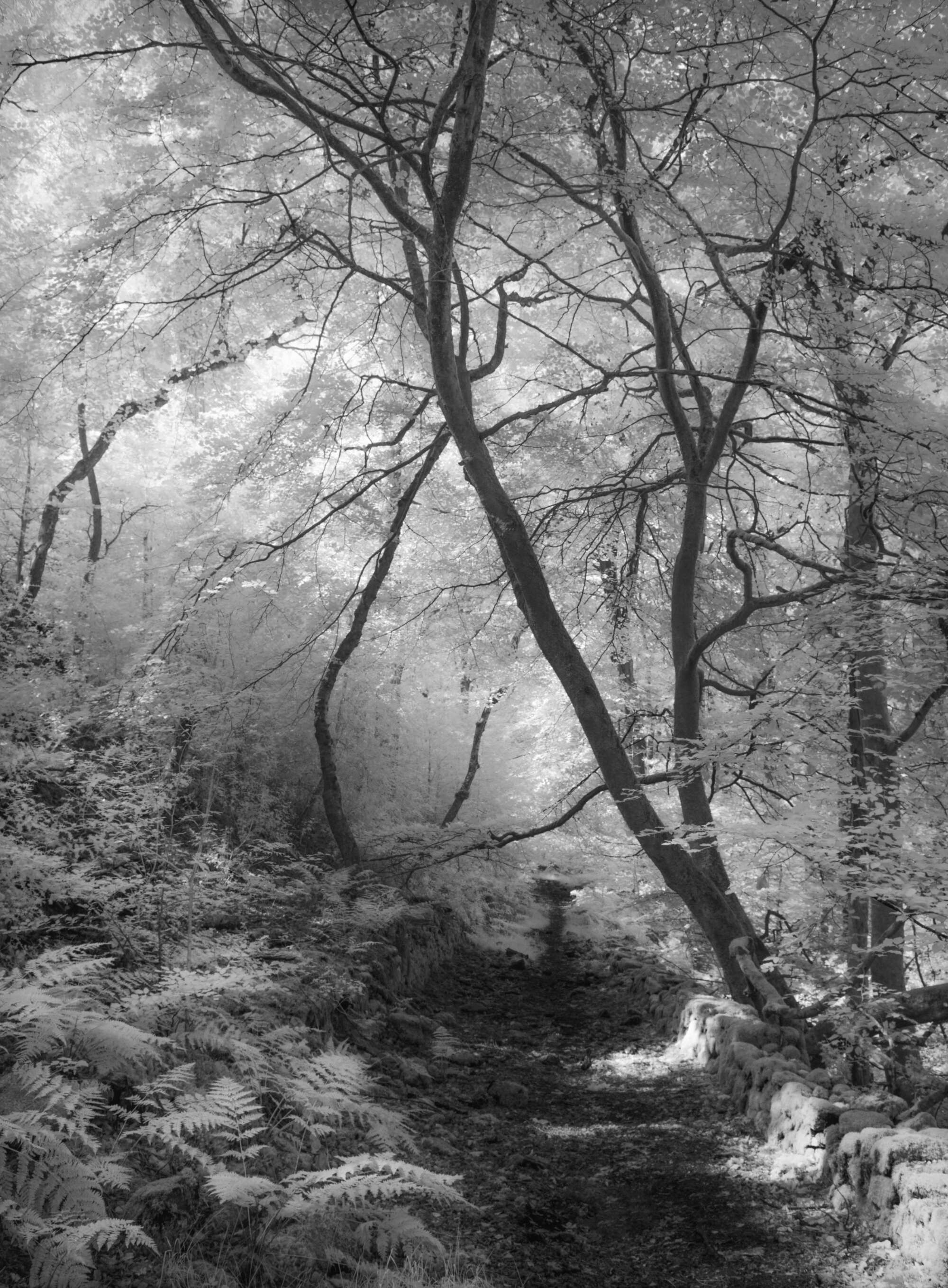 Woodland Study in Infrared Lancashire Paul Gallagher aspect2i
