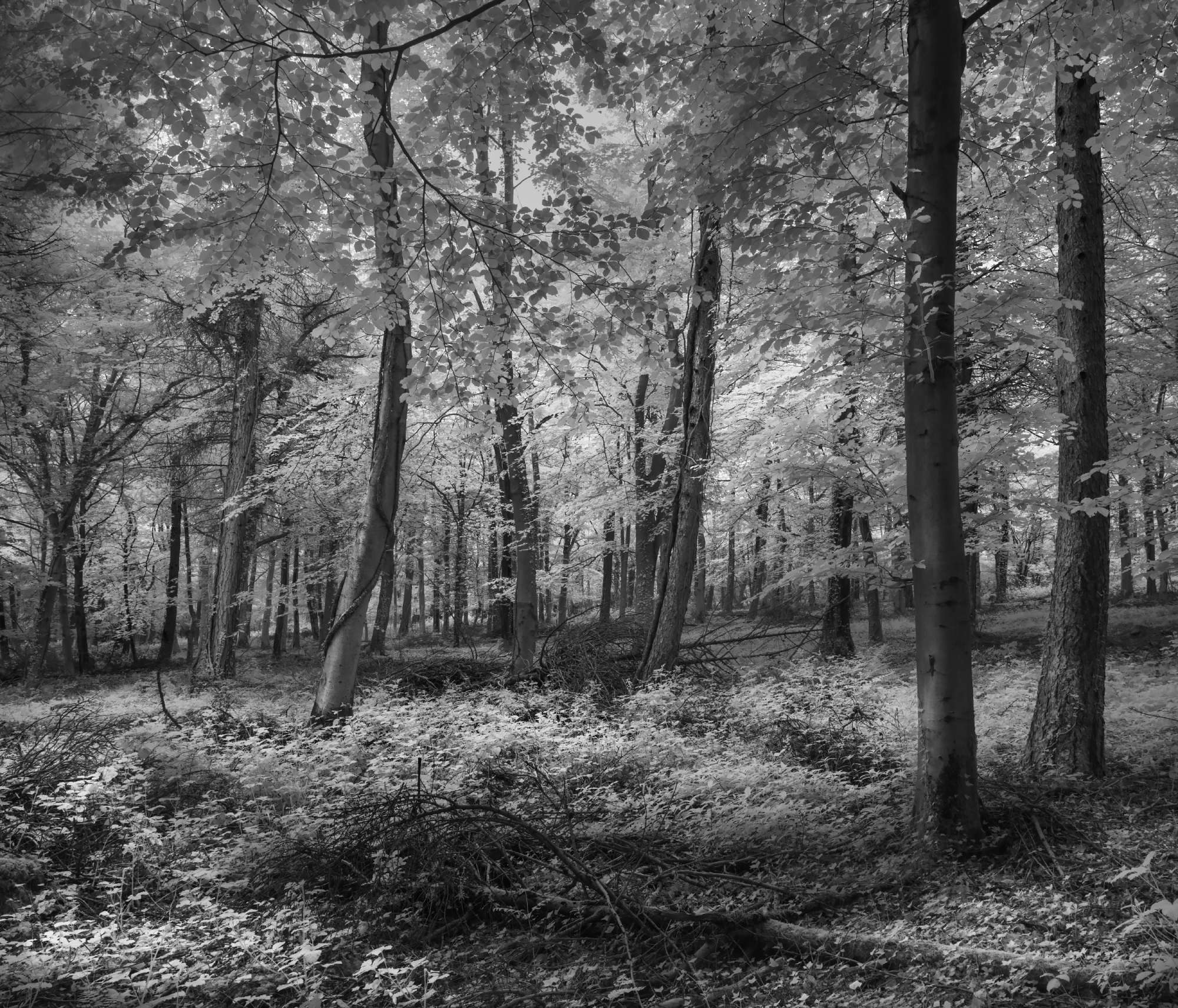 Friston Forest, Sussex, UK in Infrared - Michael Pilkington aspect2i Friston Forest, Sussex, UK in Infrared - Michael Pilkington aspect2i
