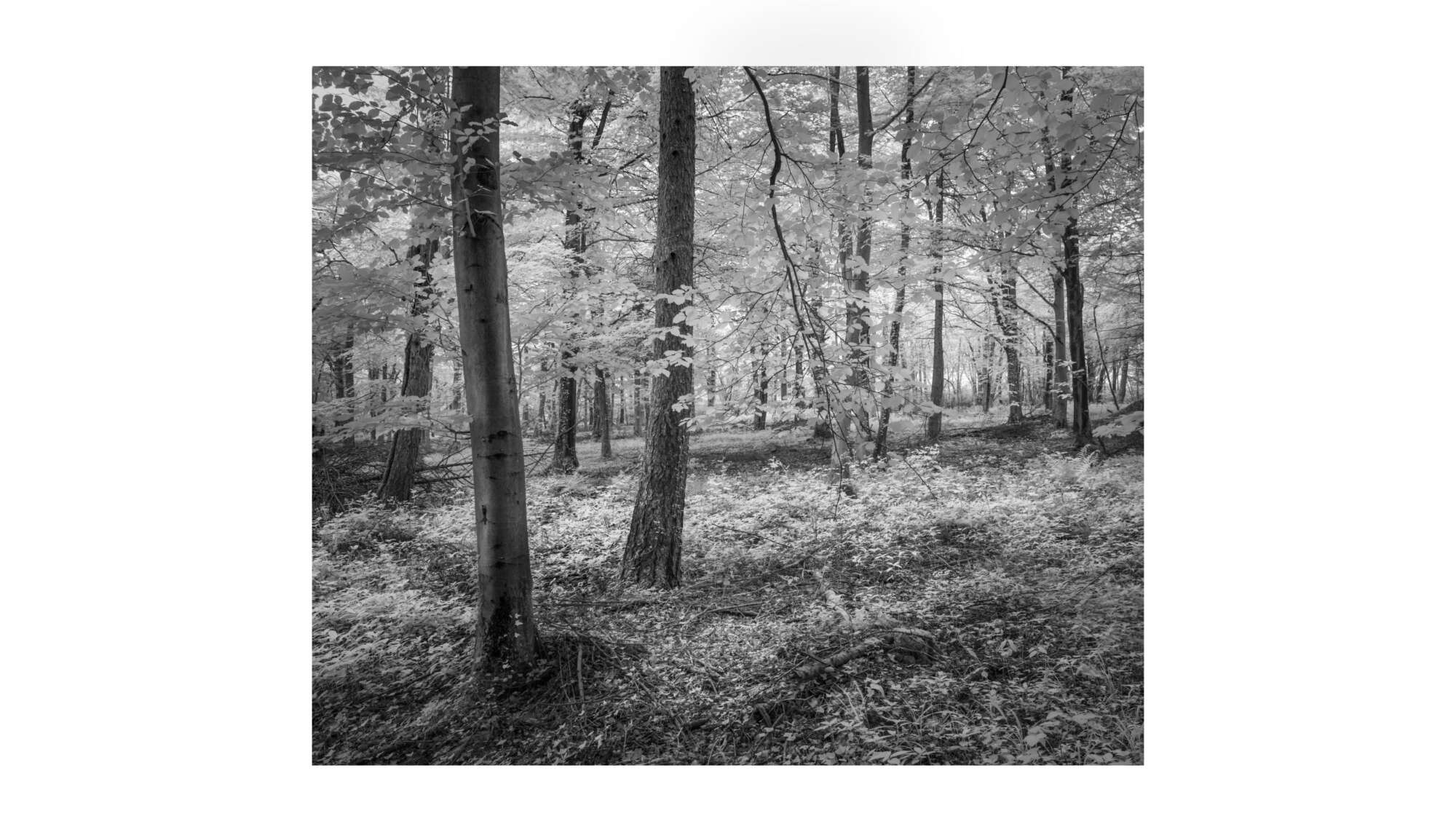 Friston Forest Sussex Michael Pilkington aspect2i