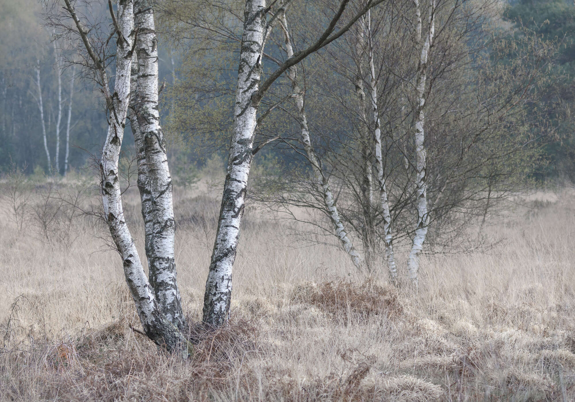 Hempstead Heath by Michael Pilkington aspect2i