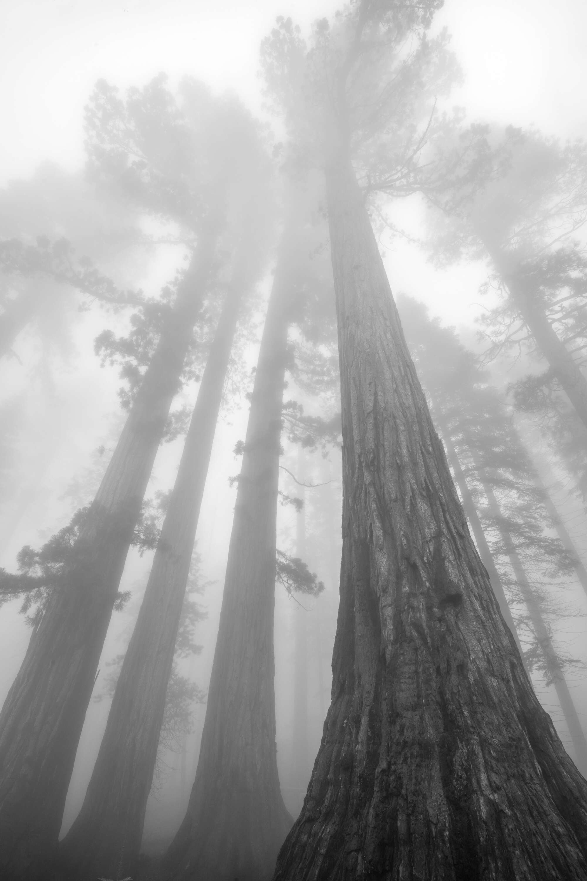 Giant Sequoias In Mist by Paul Gallagher aspect2i