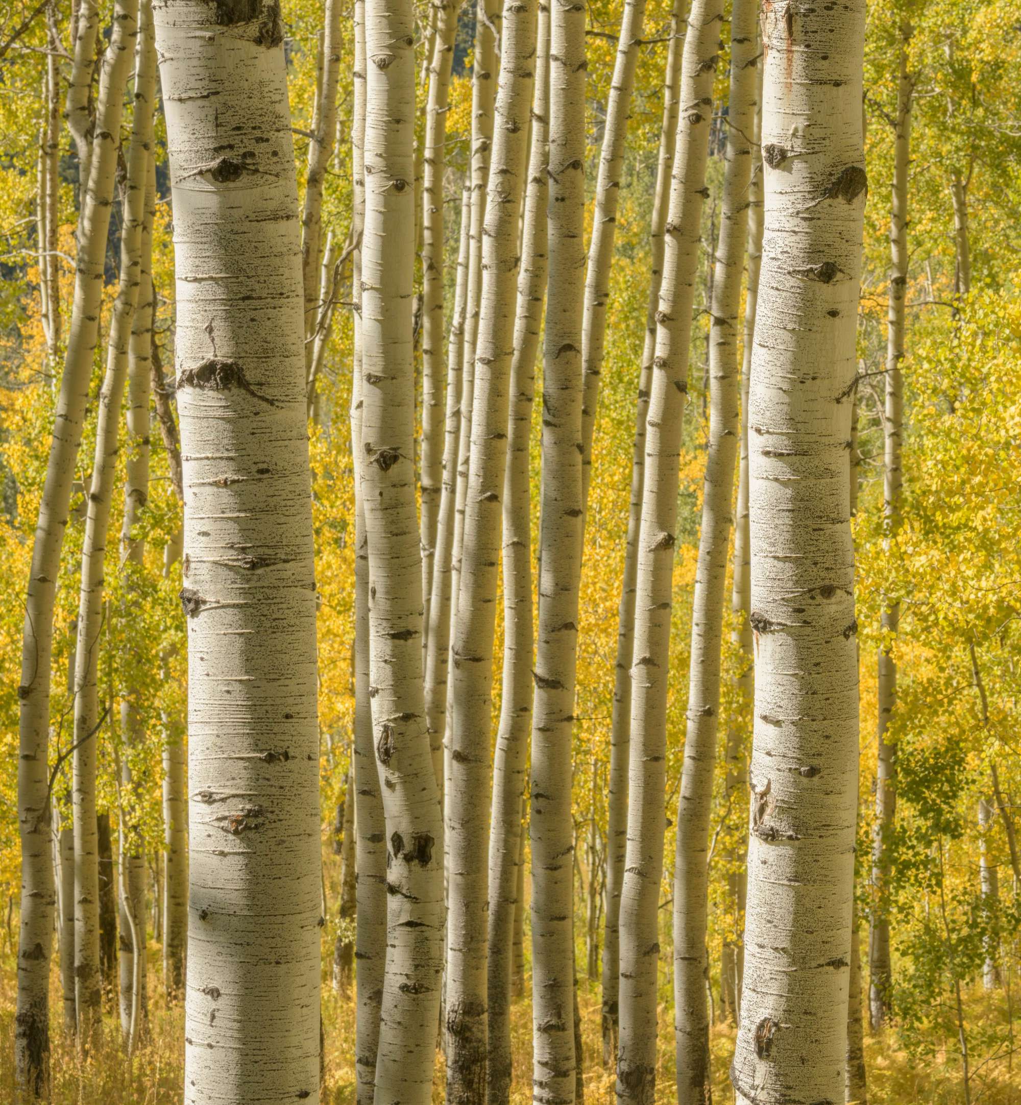 Aspen Colorado Paul Gallagher aspect2i