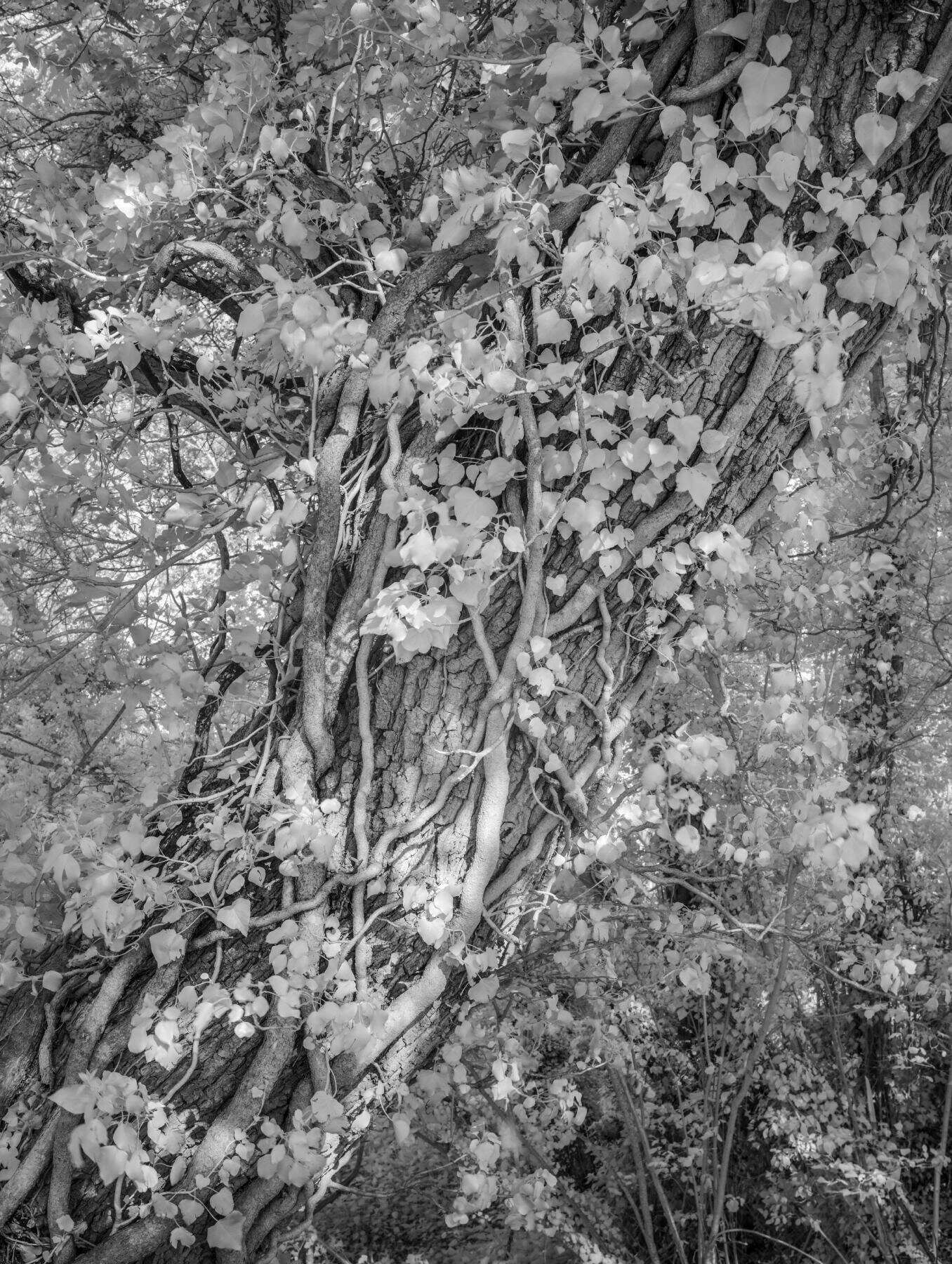 Tree and Vine in Infrared by Paul Gallagher aspect2i