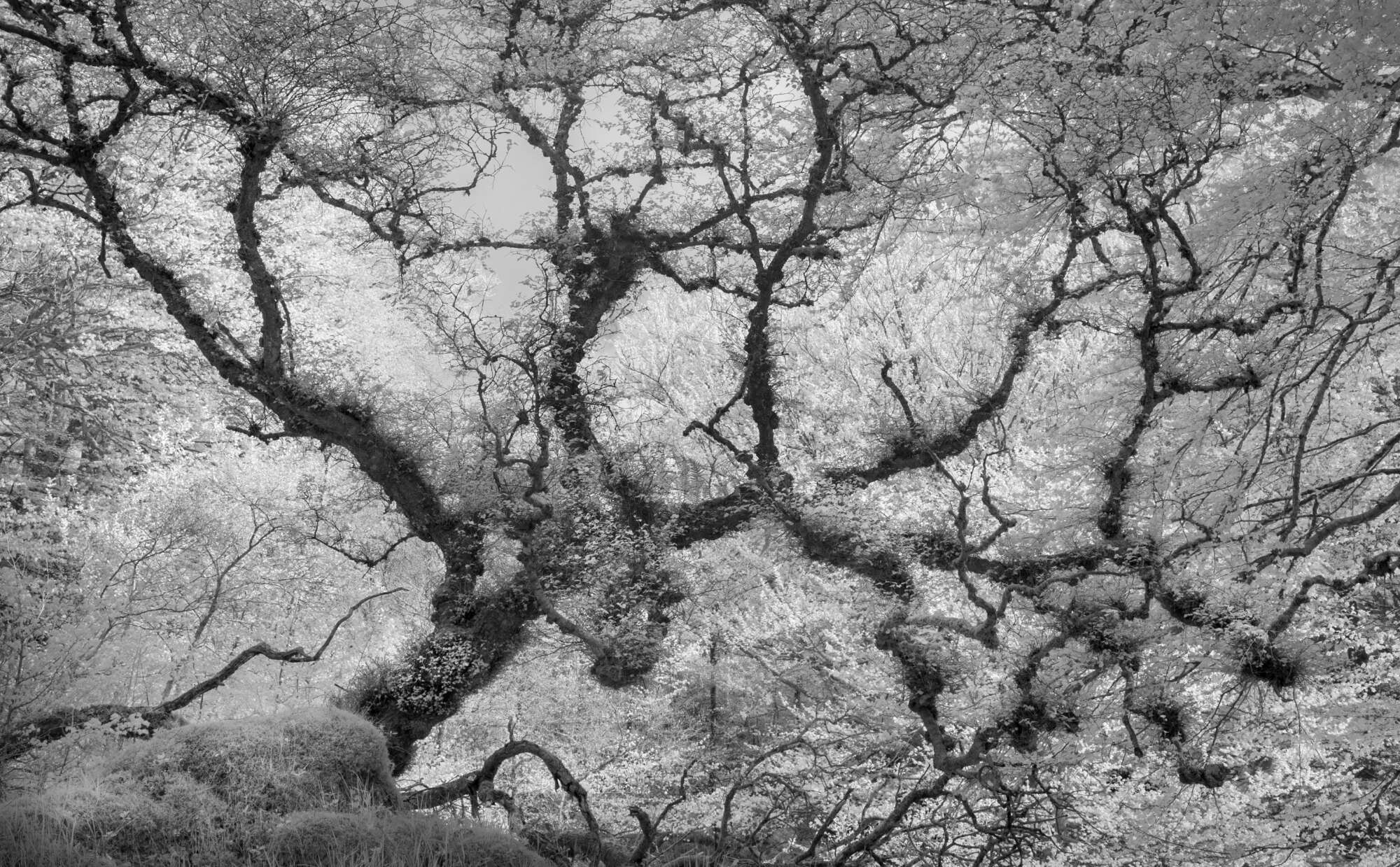Ancient Tree Study in Infrared by Paul Gallagher aspect2i