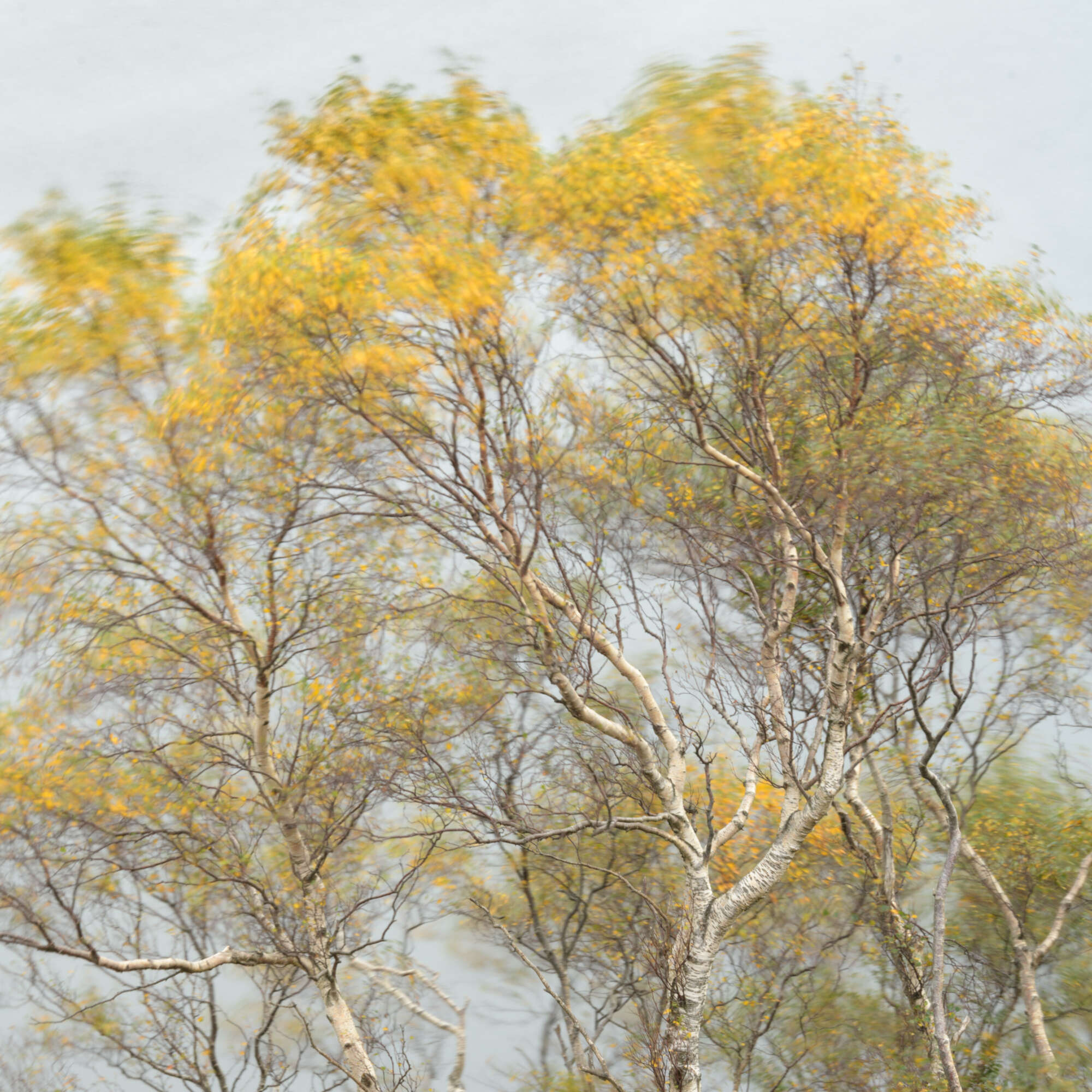 Silver Birch Autumn by Michael Pilkington aspect2i