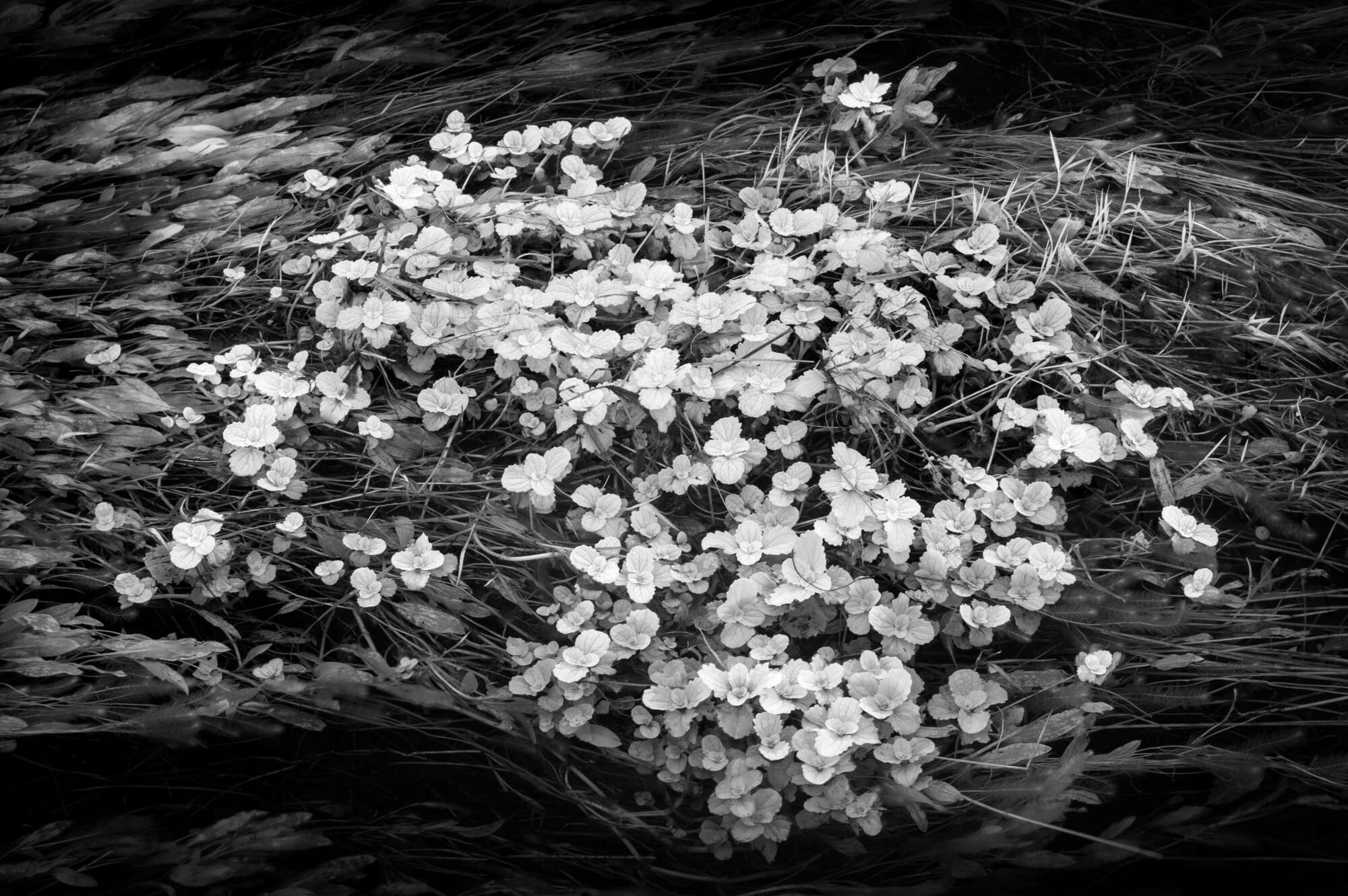River Plant Study in Infrared by paul gallagher aspect2i