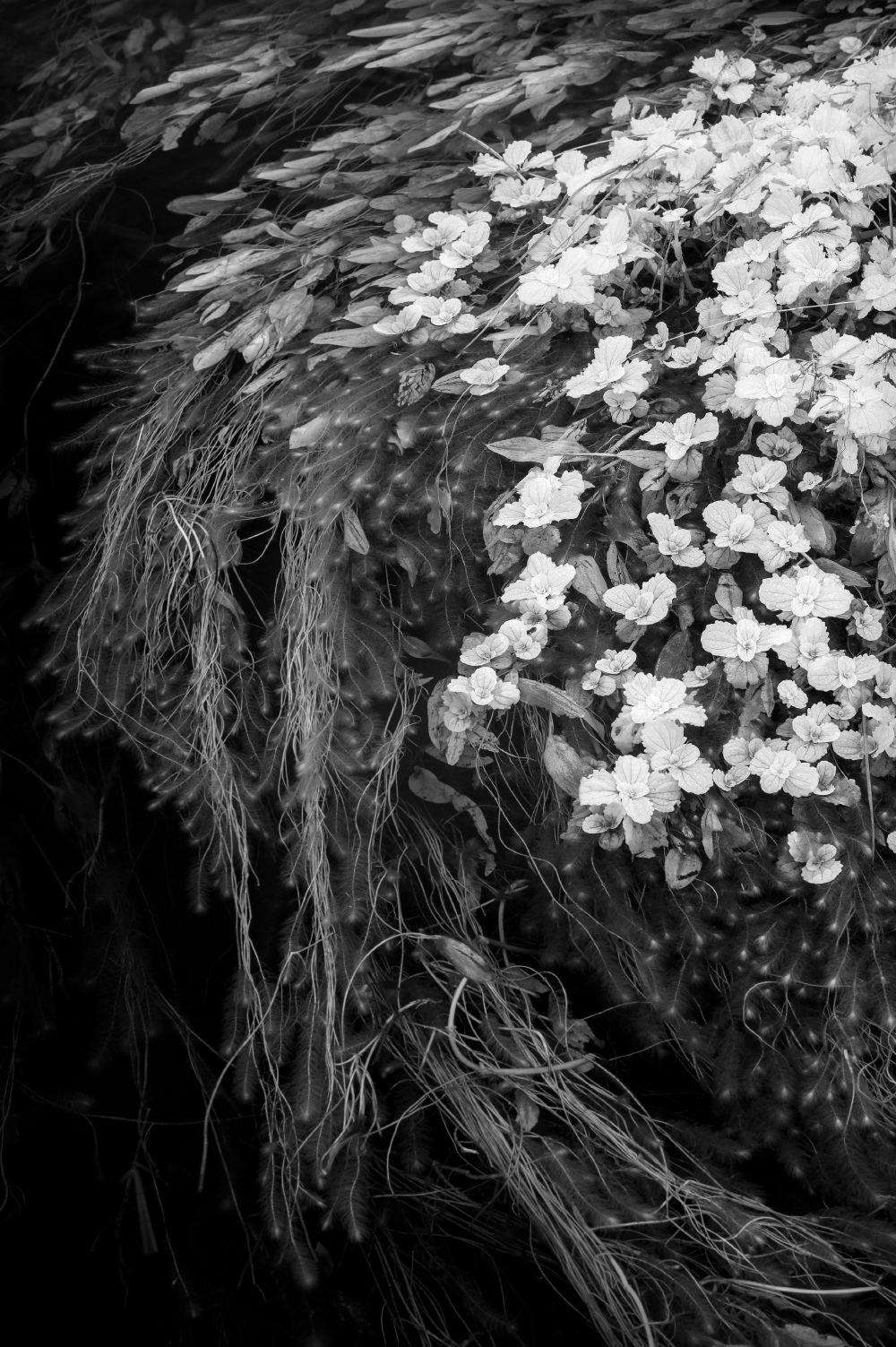 Pond Study in Infrared Paul Gallagher aspect2i
