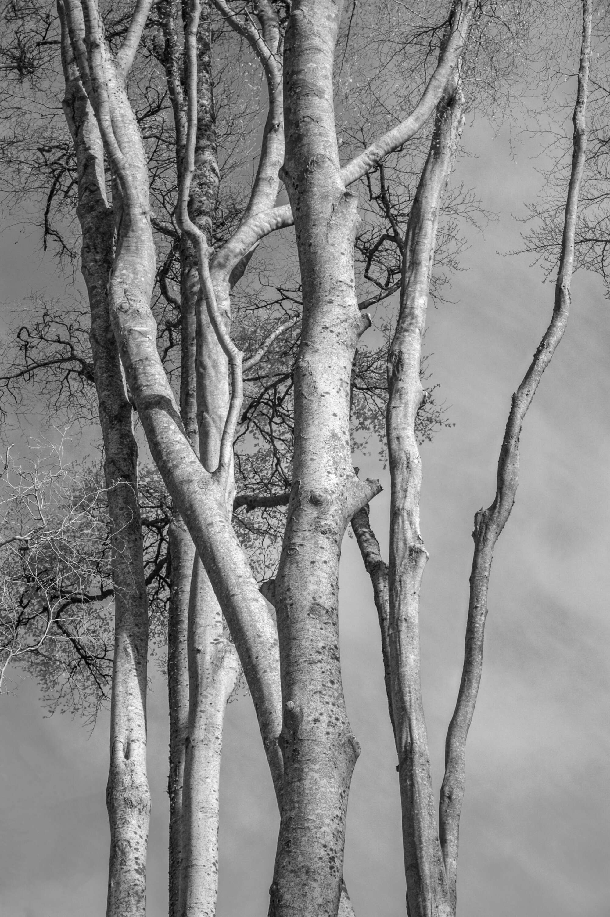 Applecross Beeches in Infrared Paul Gallagher aspect2i