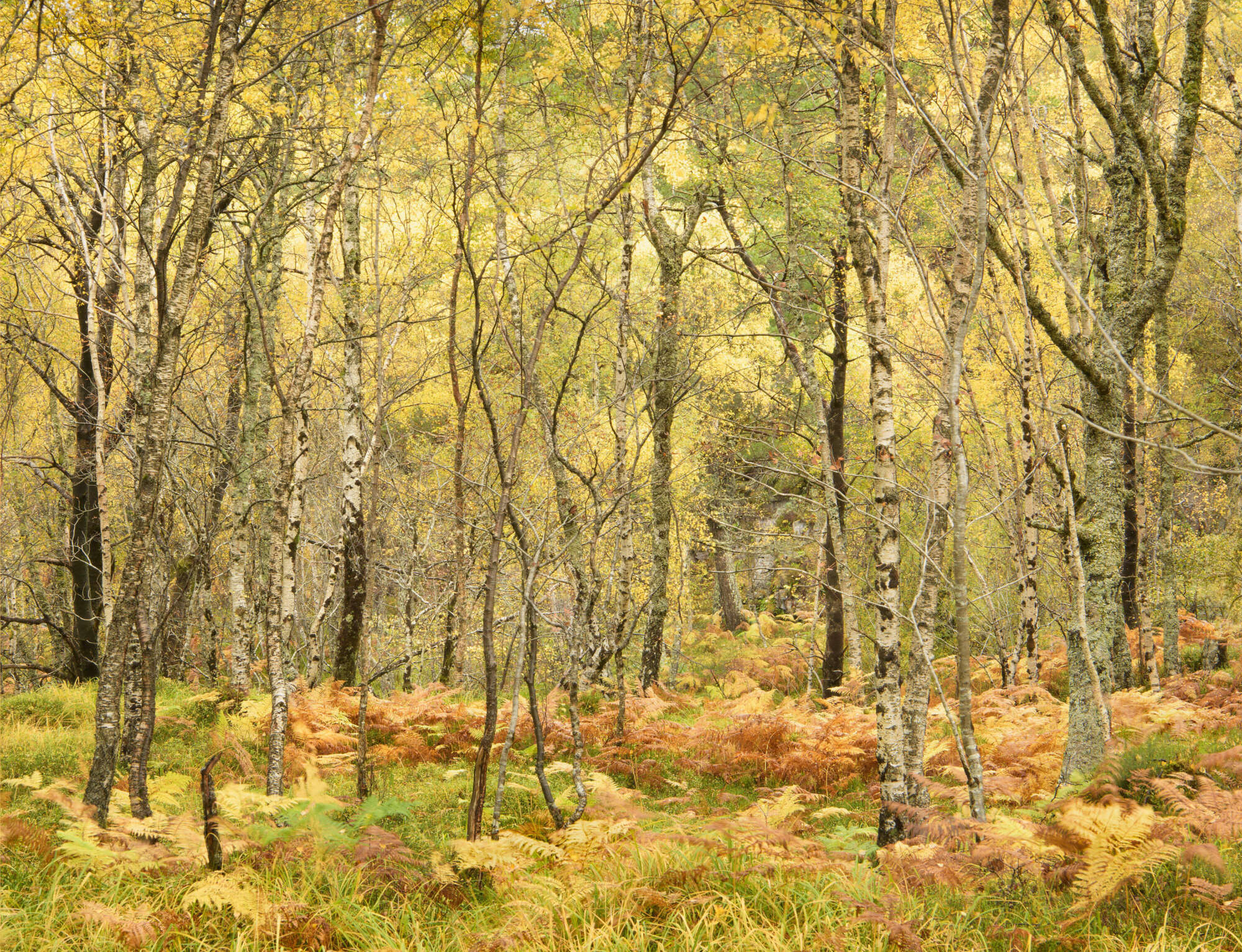Autumn Woodland by Michael Pilkington aspect2i