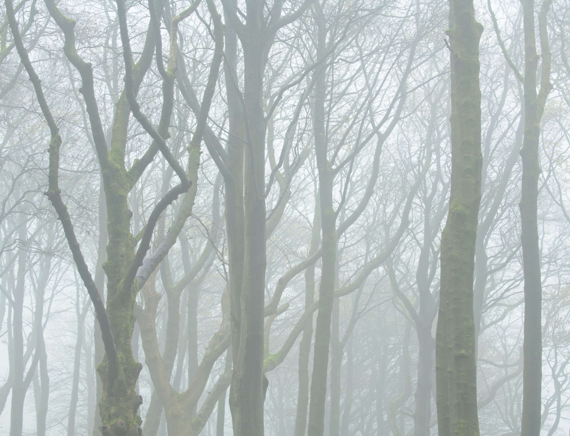 Woodlands in Mist by Paul Gallagher aspect2i