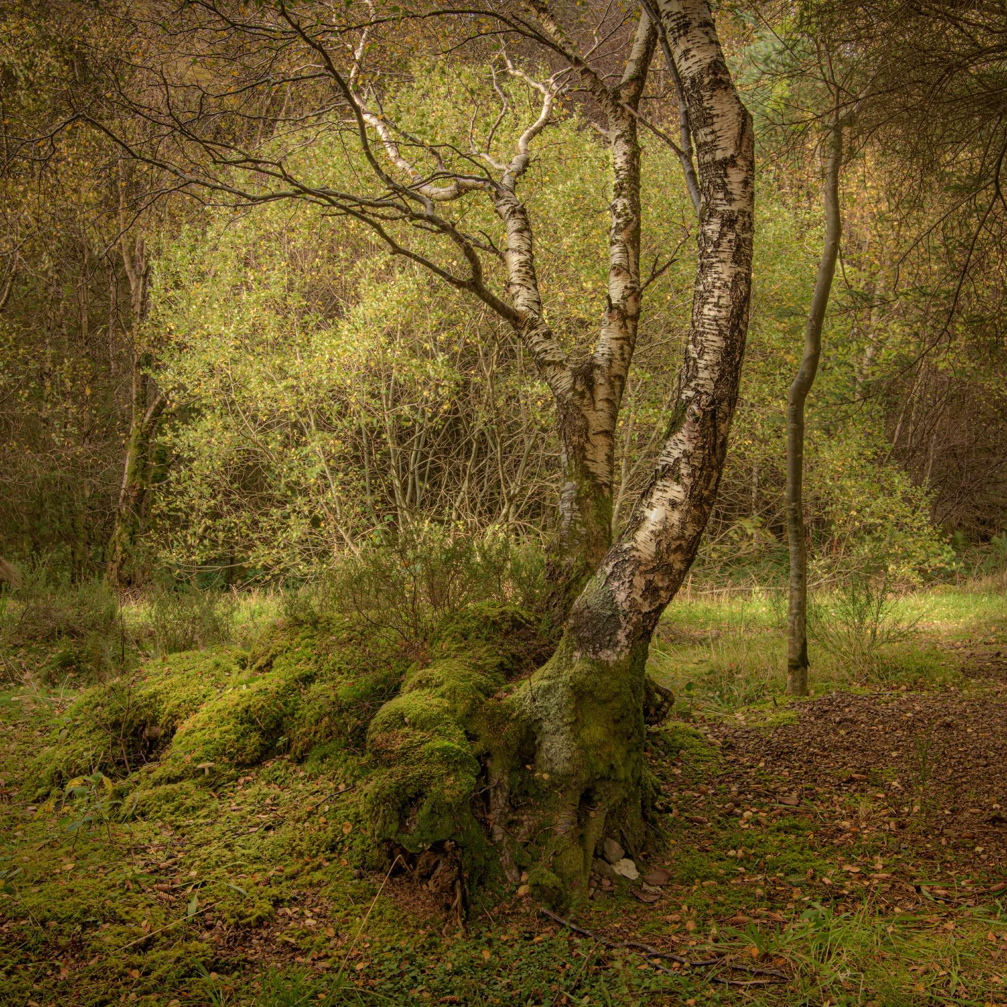 Woodland  Study by Michael Pilkington aspect2i