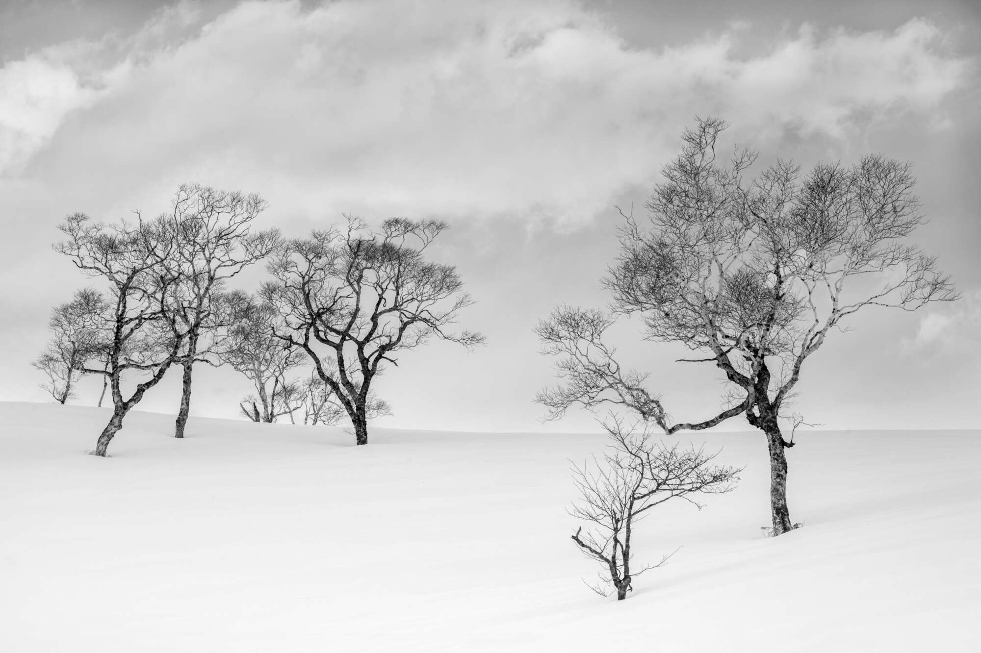 Trees in Snow Hokkaido by Paul Gallagher aspect2i