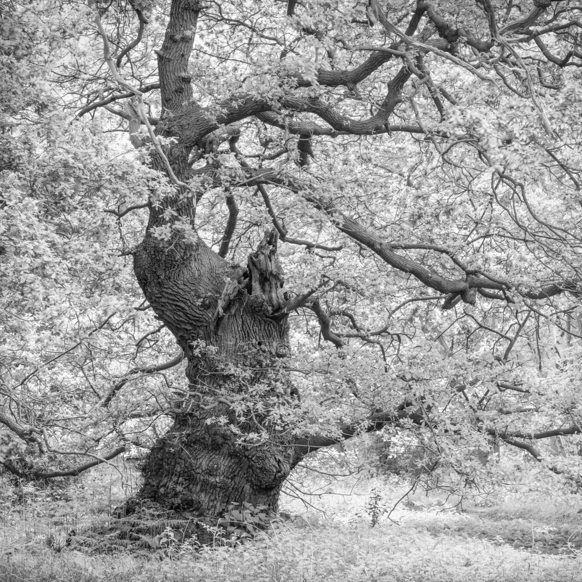 Contorted Ancient Oak by Paul Gallagher aspect2i