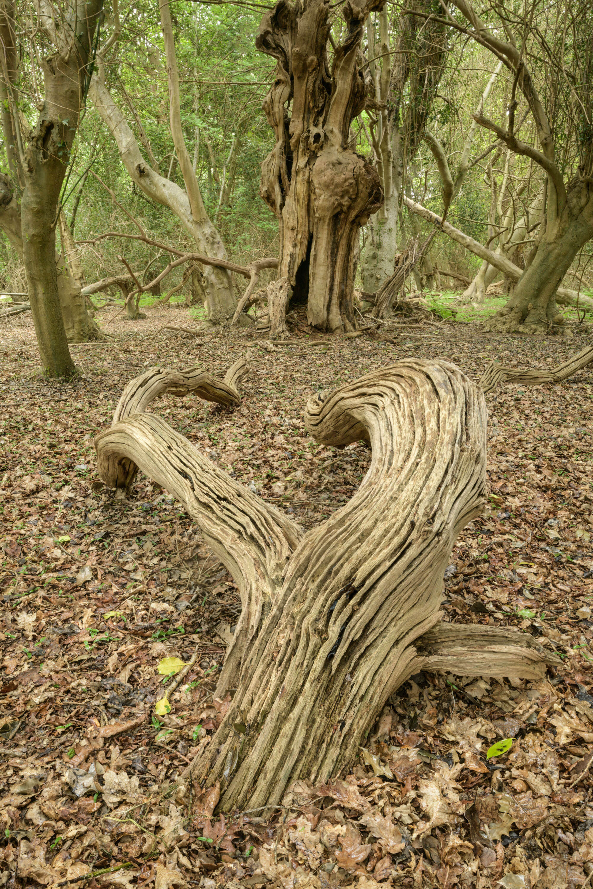 Fallen Tree Suffolk by Paul Gallagher aspect2i