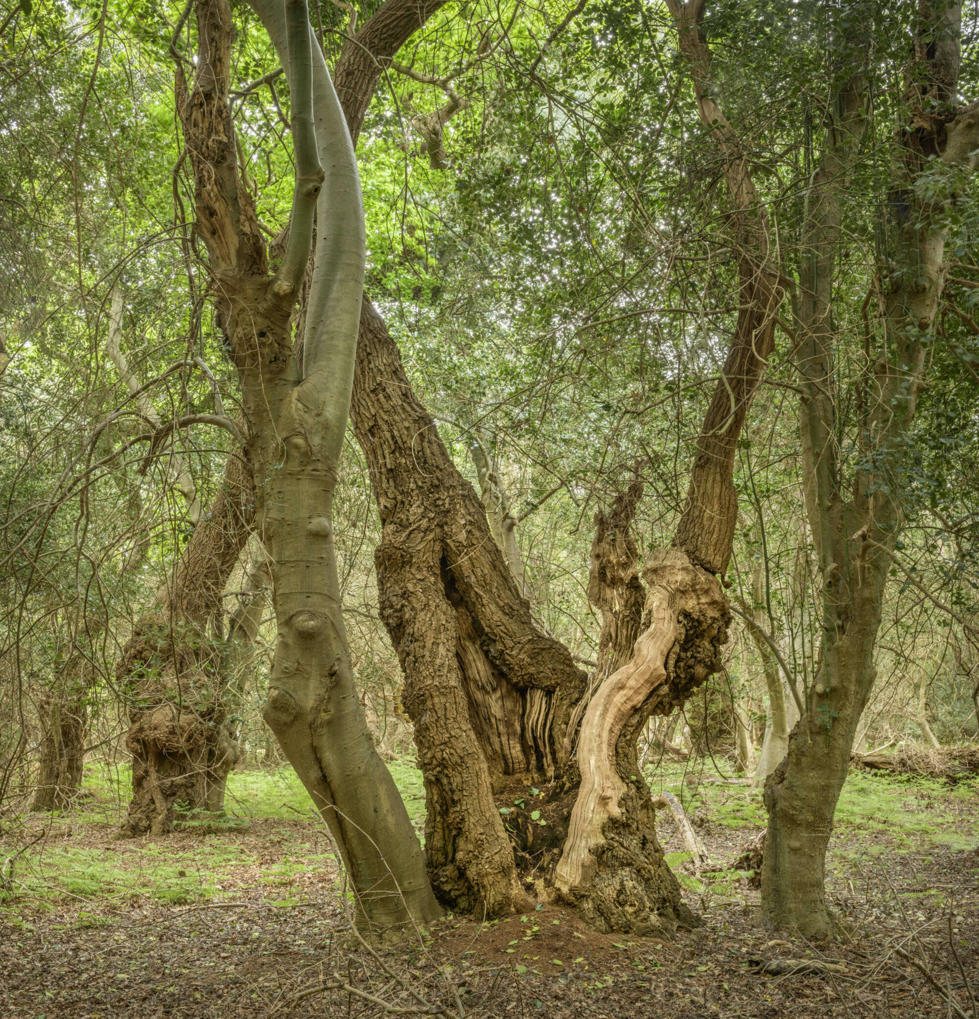 Spilt Ancient Tree by Paul gallagher aspect2i