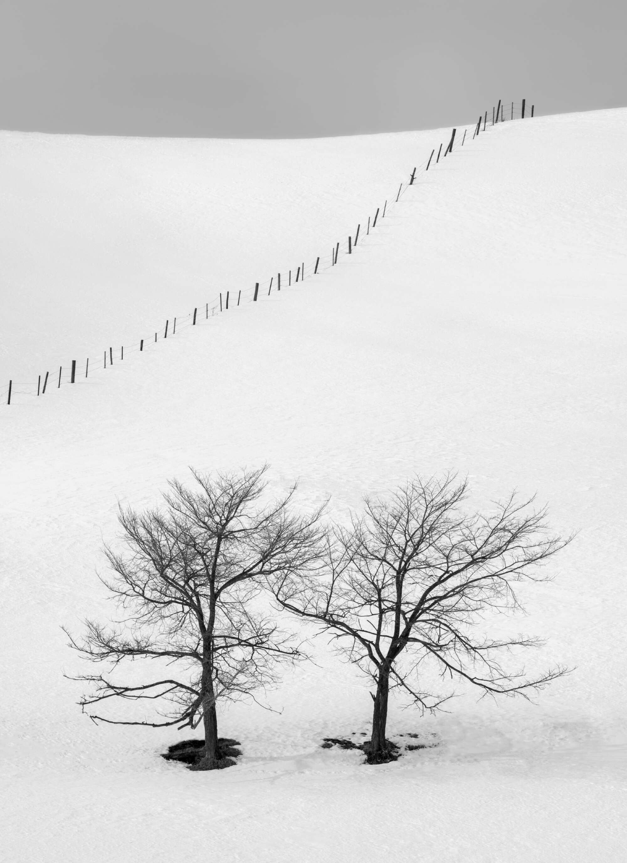 Two Trees and Fence Hokkaido by Paul Gallagher aspect2i