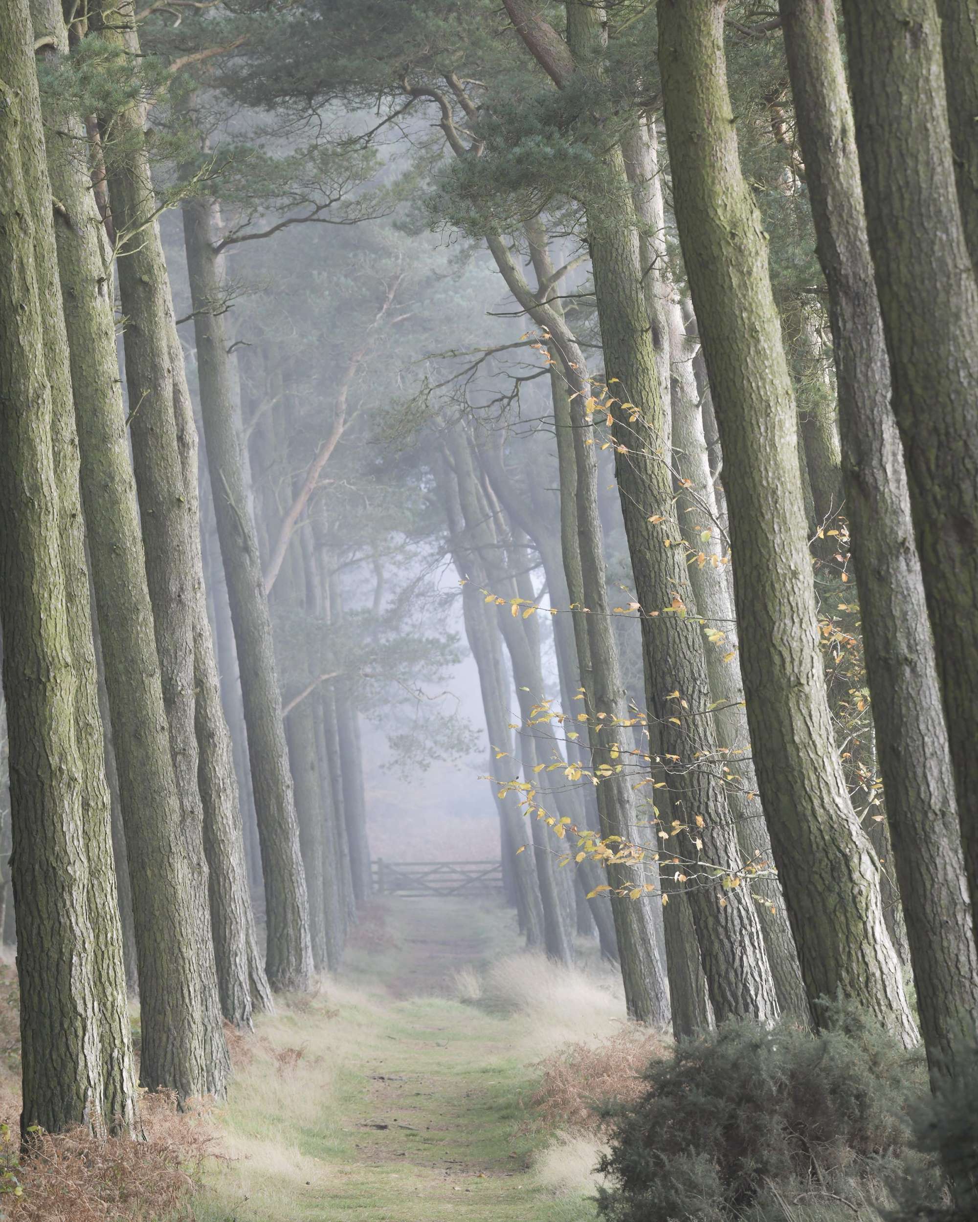 Photograohy Workshop - Woodland In Mist by Mark Lawrence aspect2i Photograohy Workshop - Woodland In Mist by Mark Lawrence aspect2i