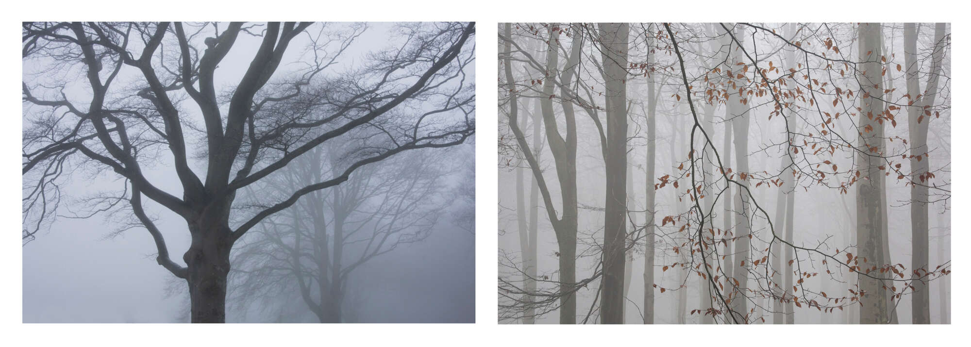 Tree Studies by Michael Paul Gallagher aspect2i Tree Studies by Michael Paul Gallagher aspect2i
