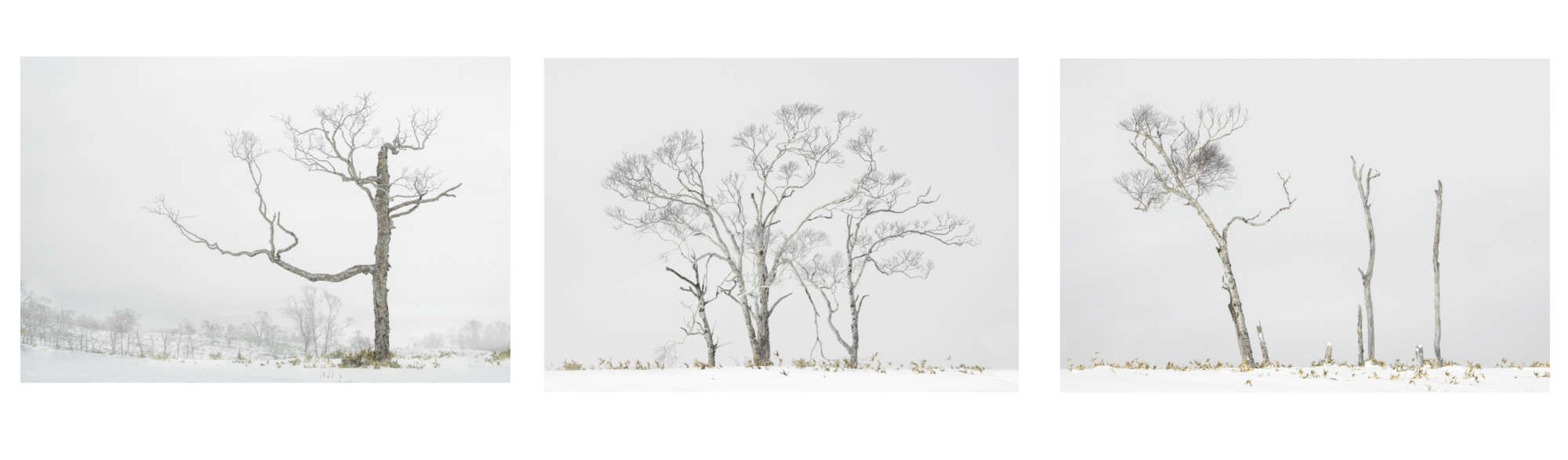 Surviving the harsh winter Hokkaido Japan Michael Pilkington aspect2i