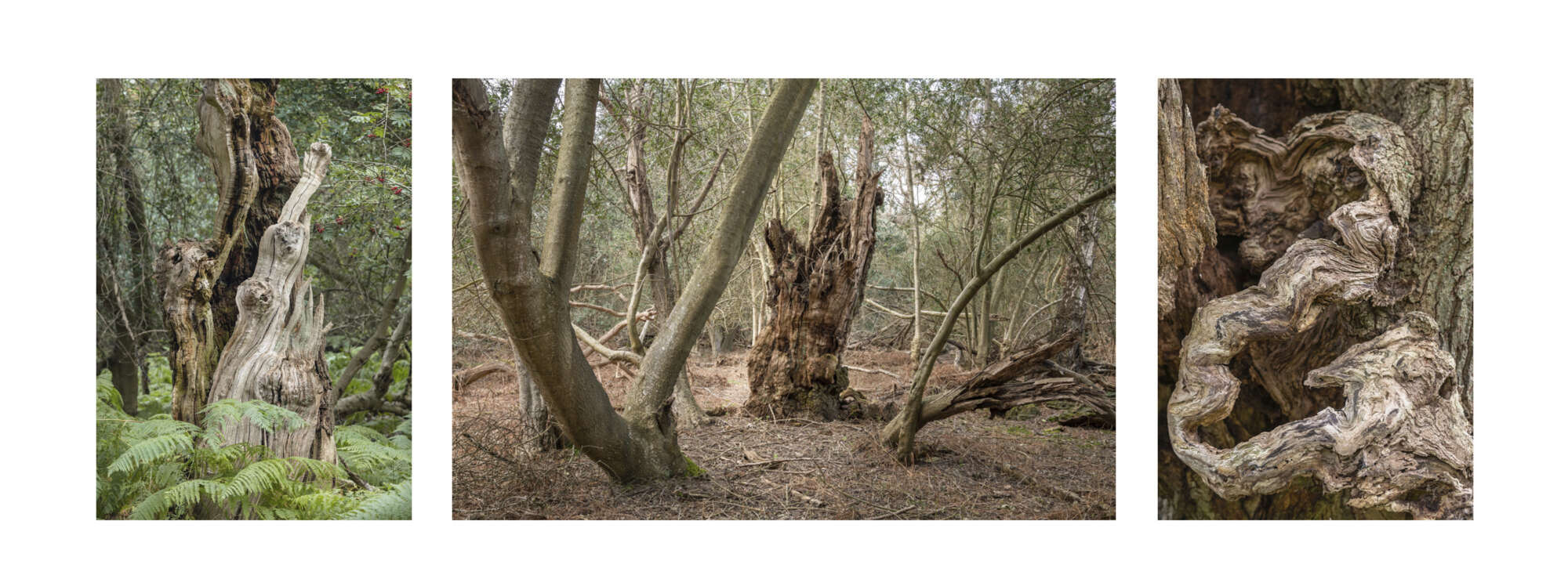 Ancient Trees Triptic by Paul Gallagher aspect2i