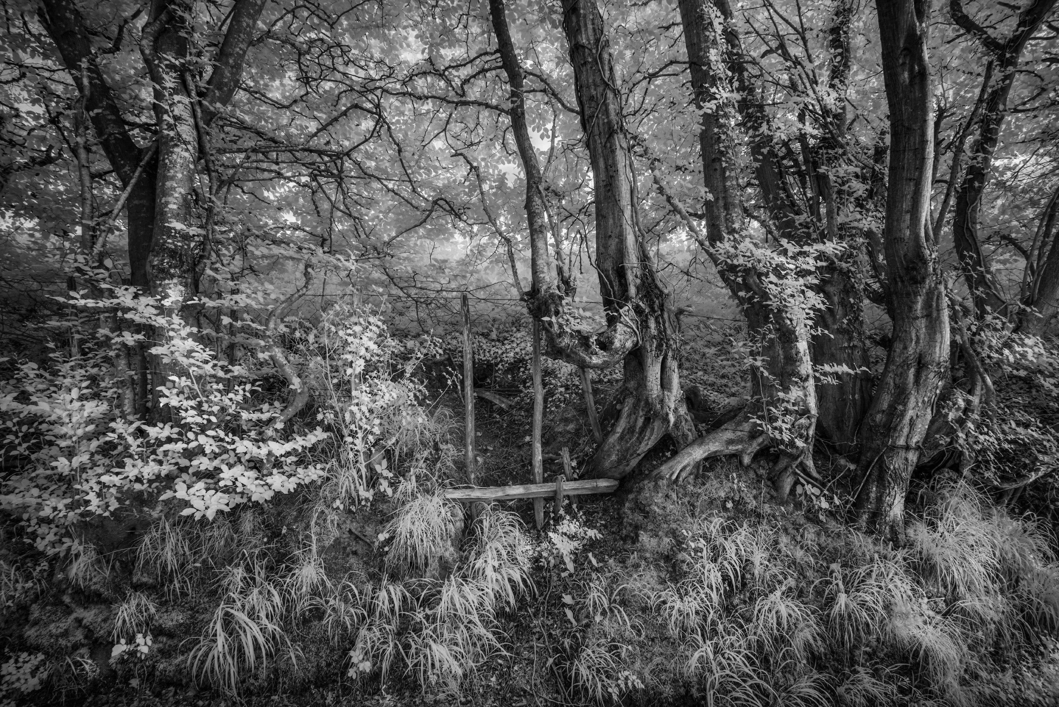 Field Edge Kent - In Another Light