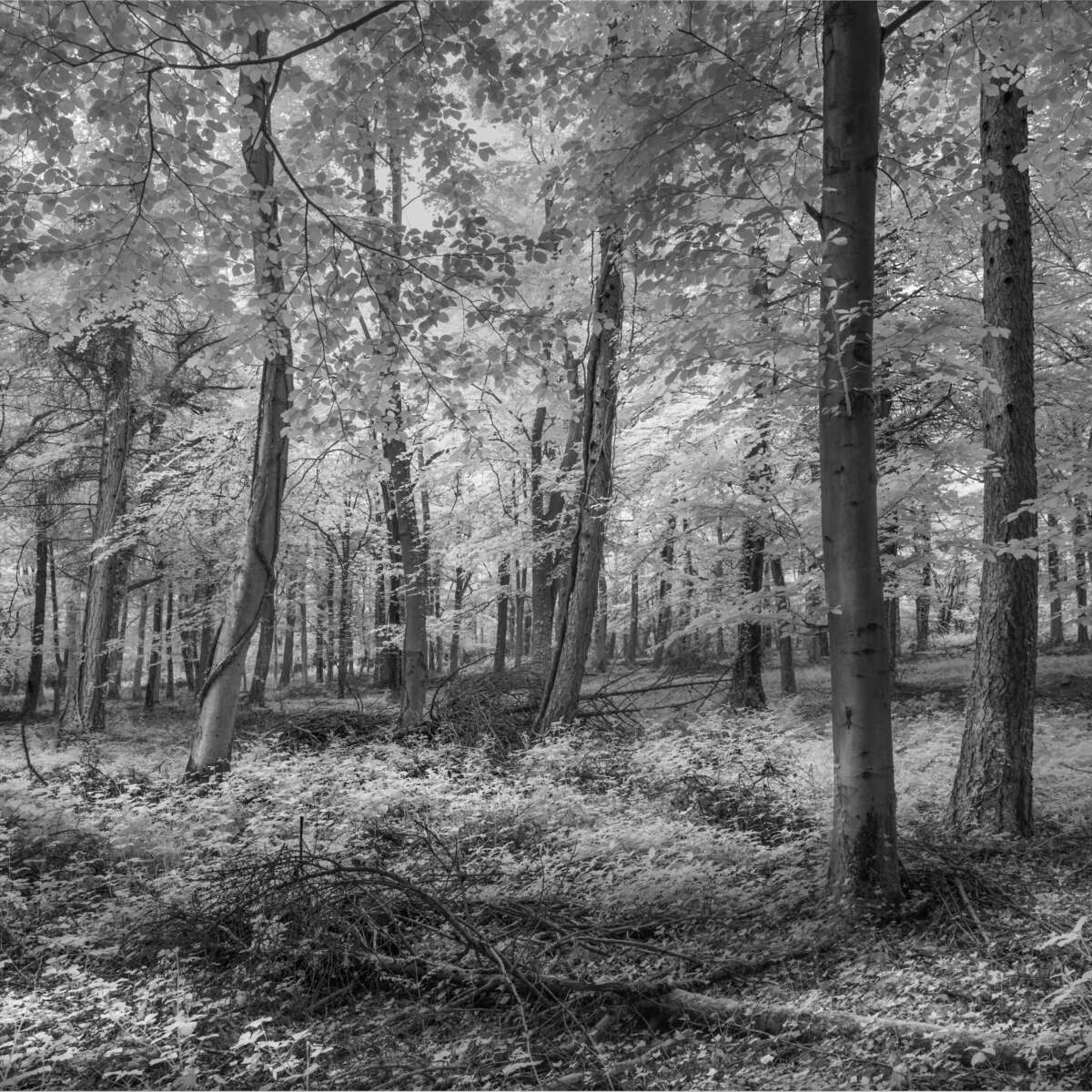Friston Forest Sussex Michael Pilkington aspect2i