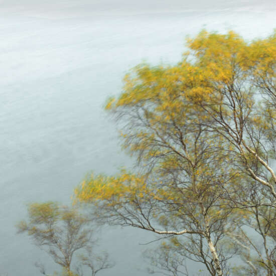 Silver Birch in Autumn, Scotland Michael Pilkington aspect2i