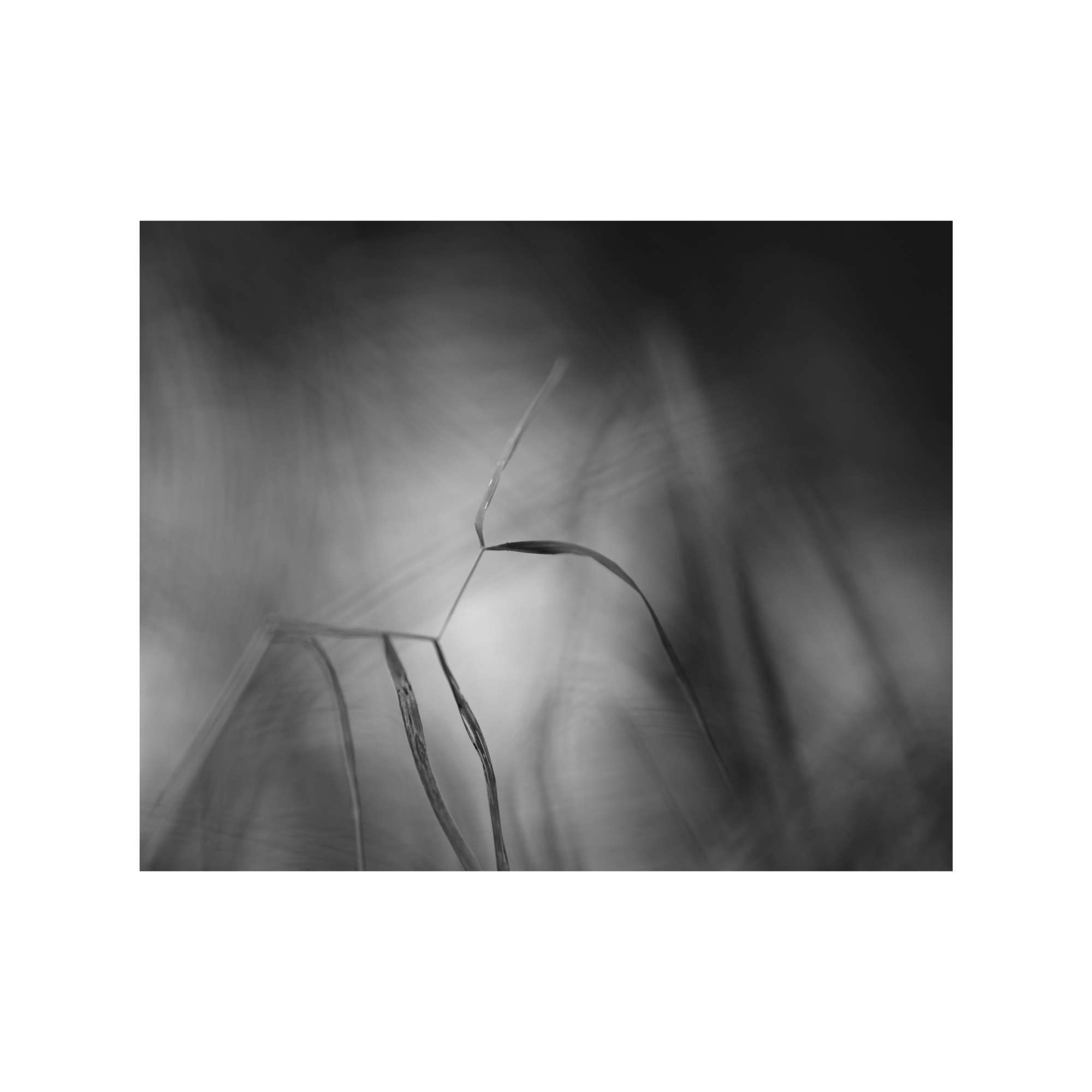 Embracing the mysteries of life by David Harris