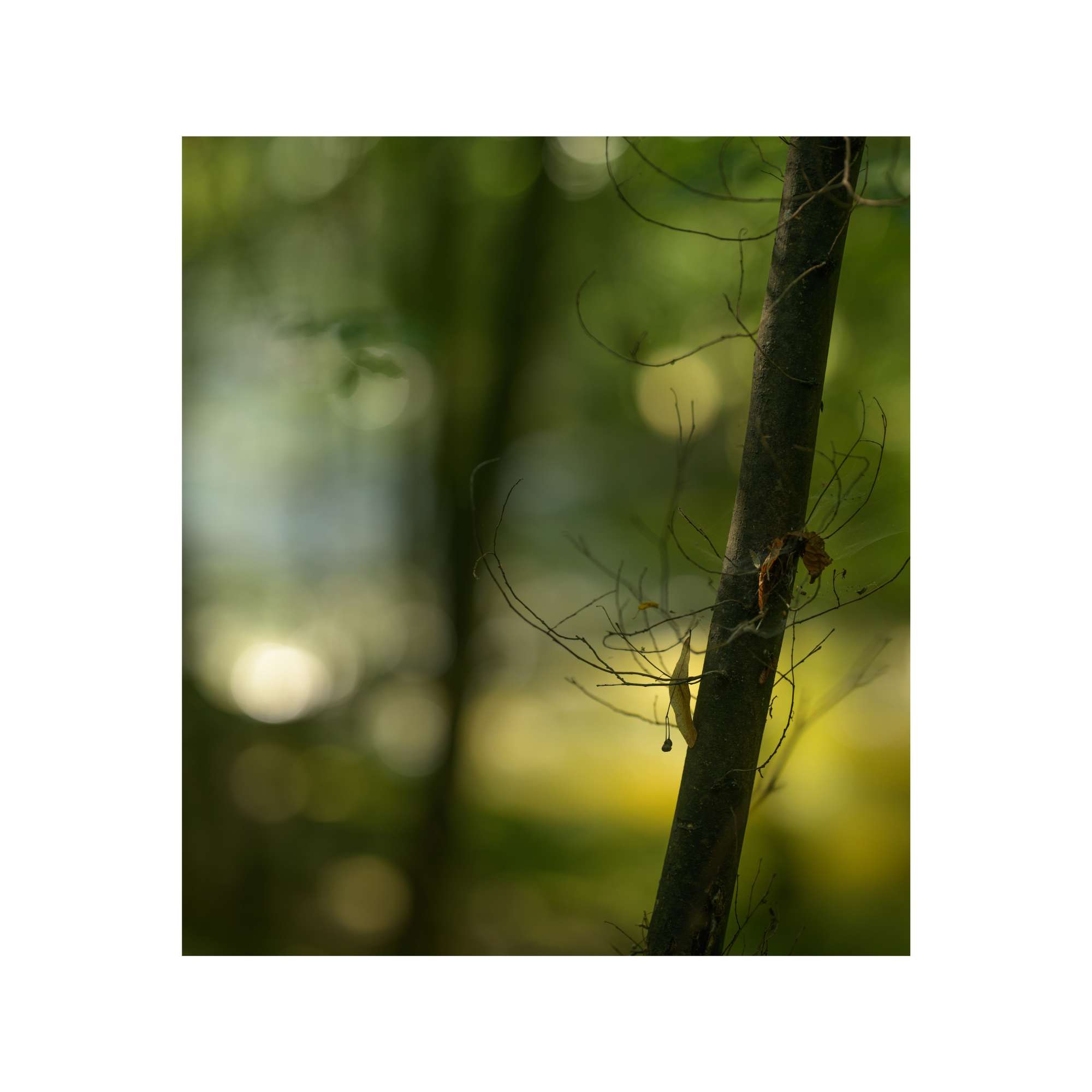 Changing of the seasons by David Harris