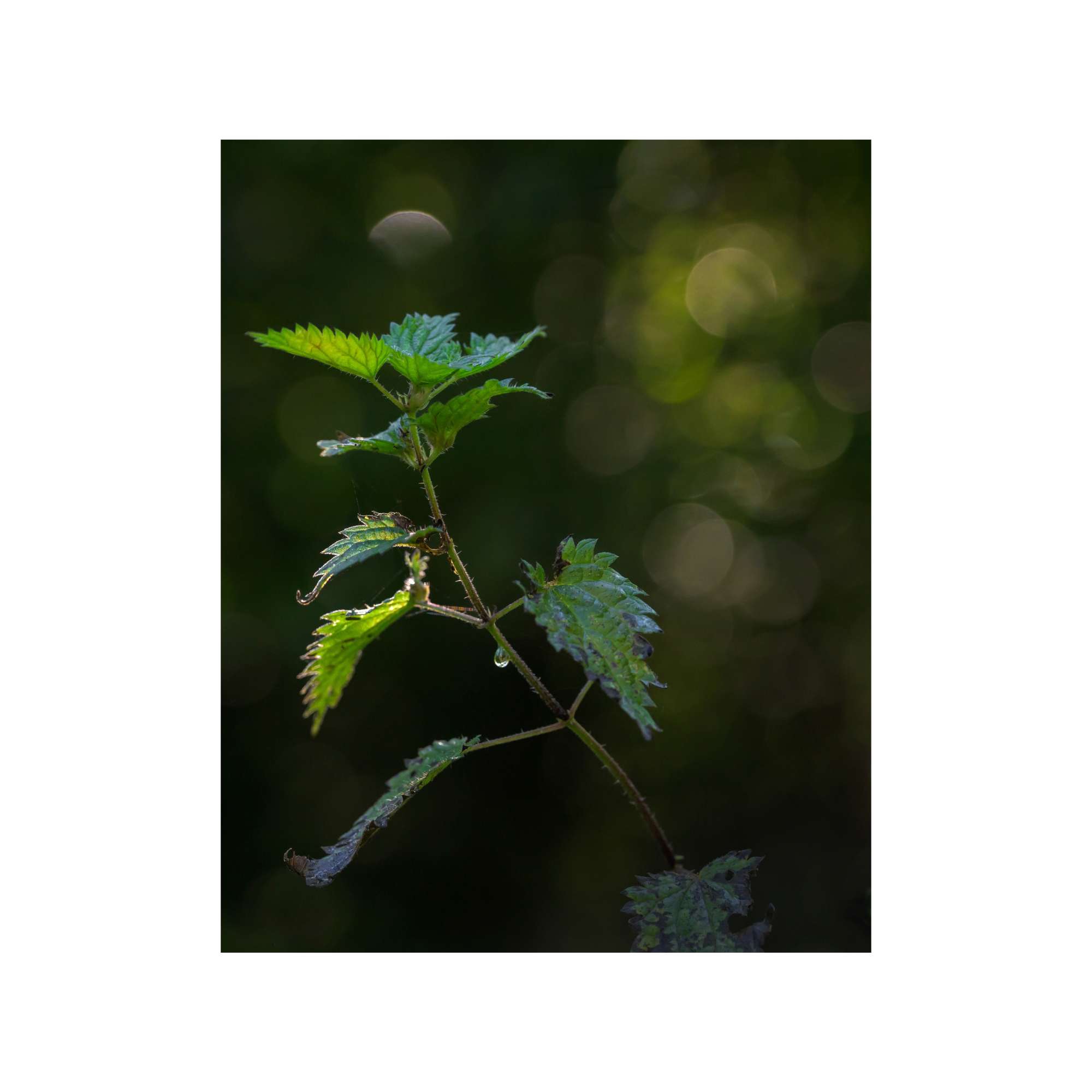 Catching the Moon by David Ringel