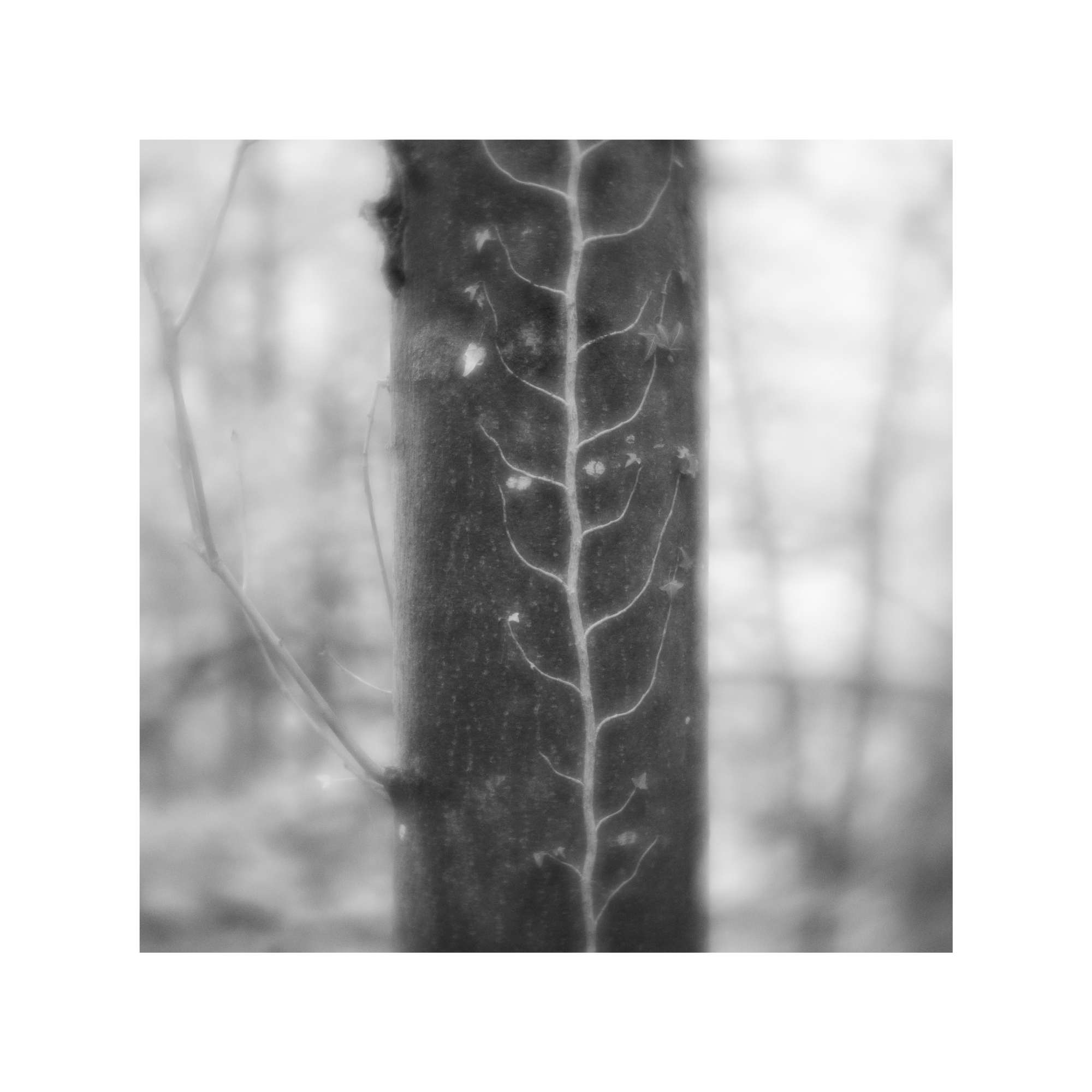 Artery of Life by David Ringel