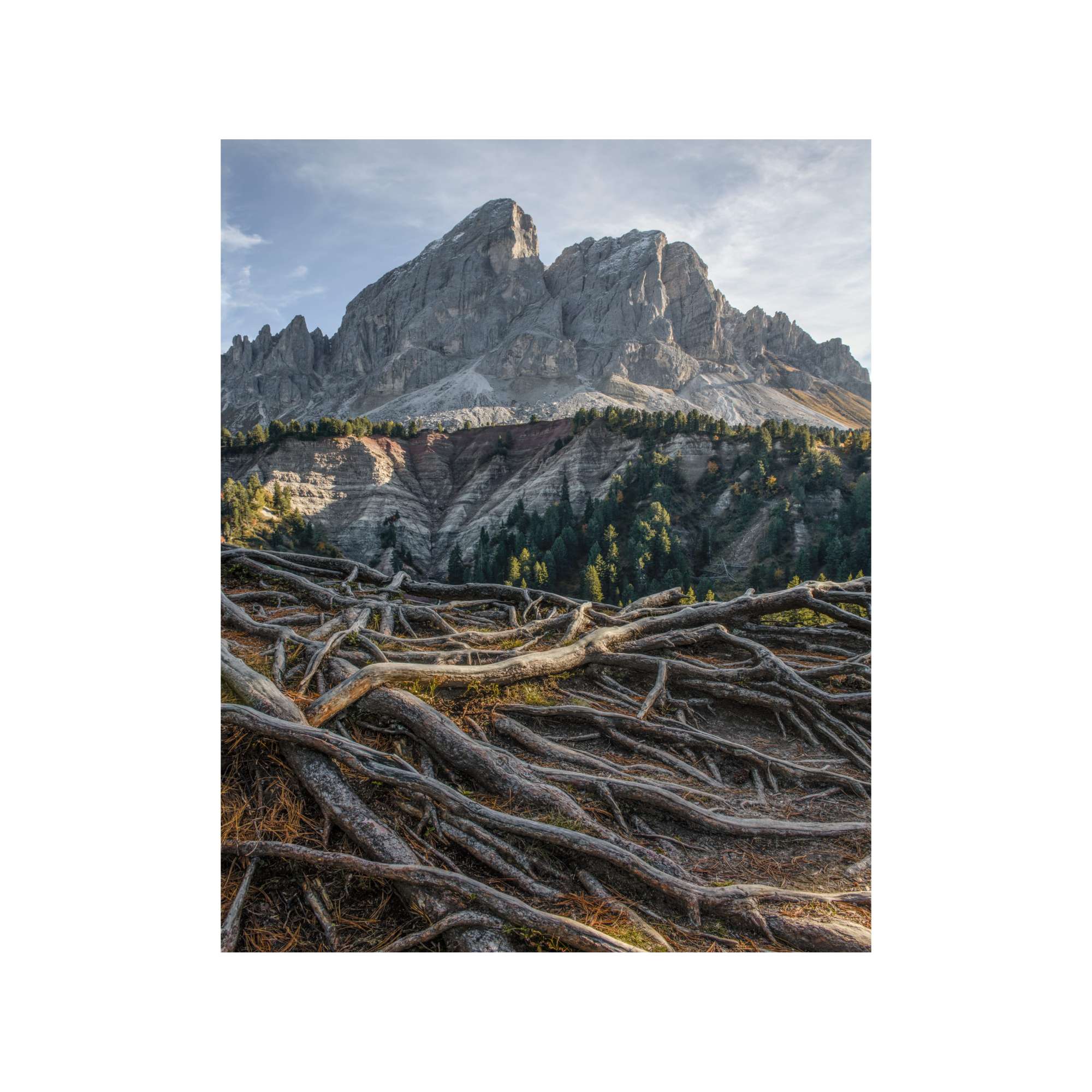 Dolomites - Tree Roots