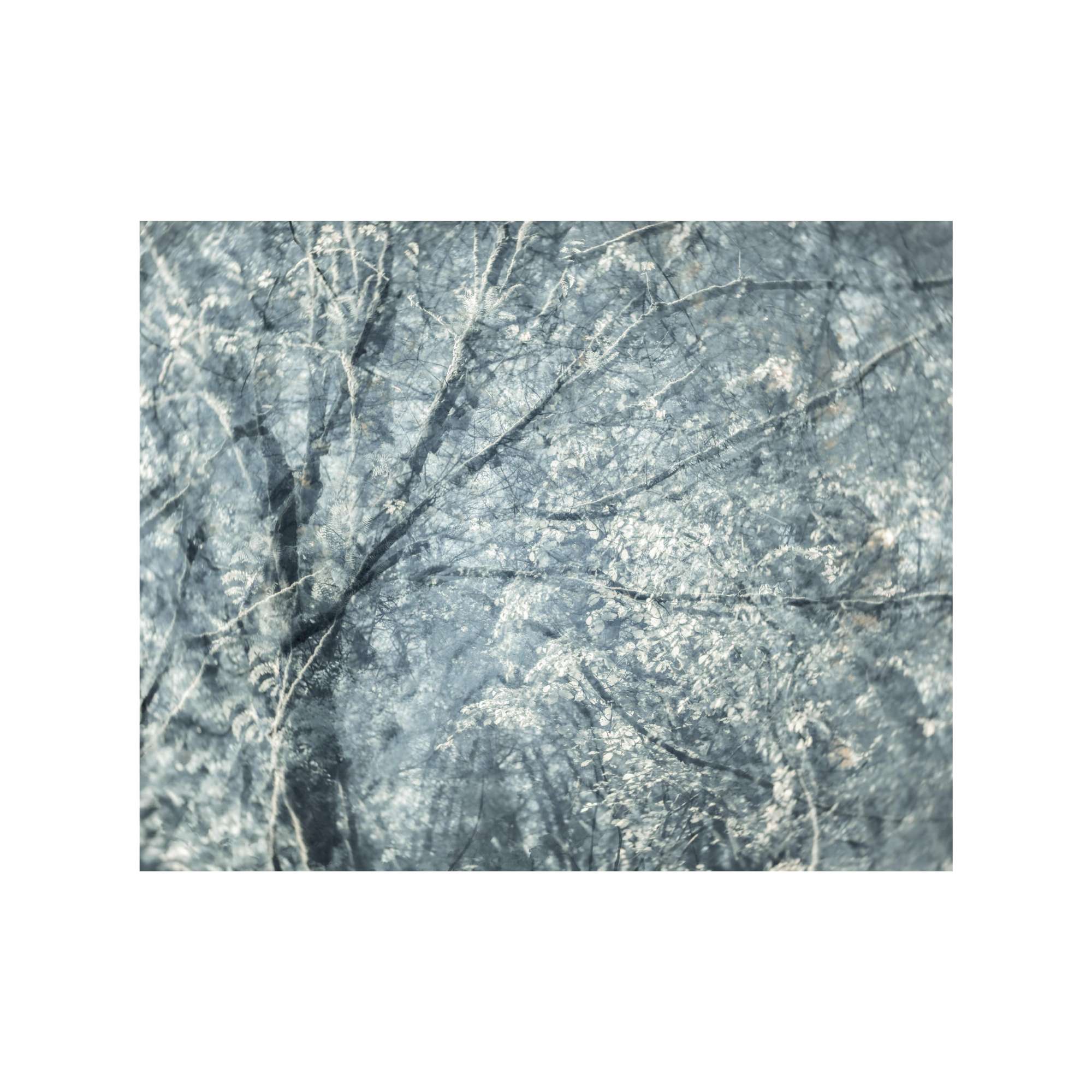 Expressive Woodland Multiple Exposure Study by Michael Pilkington