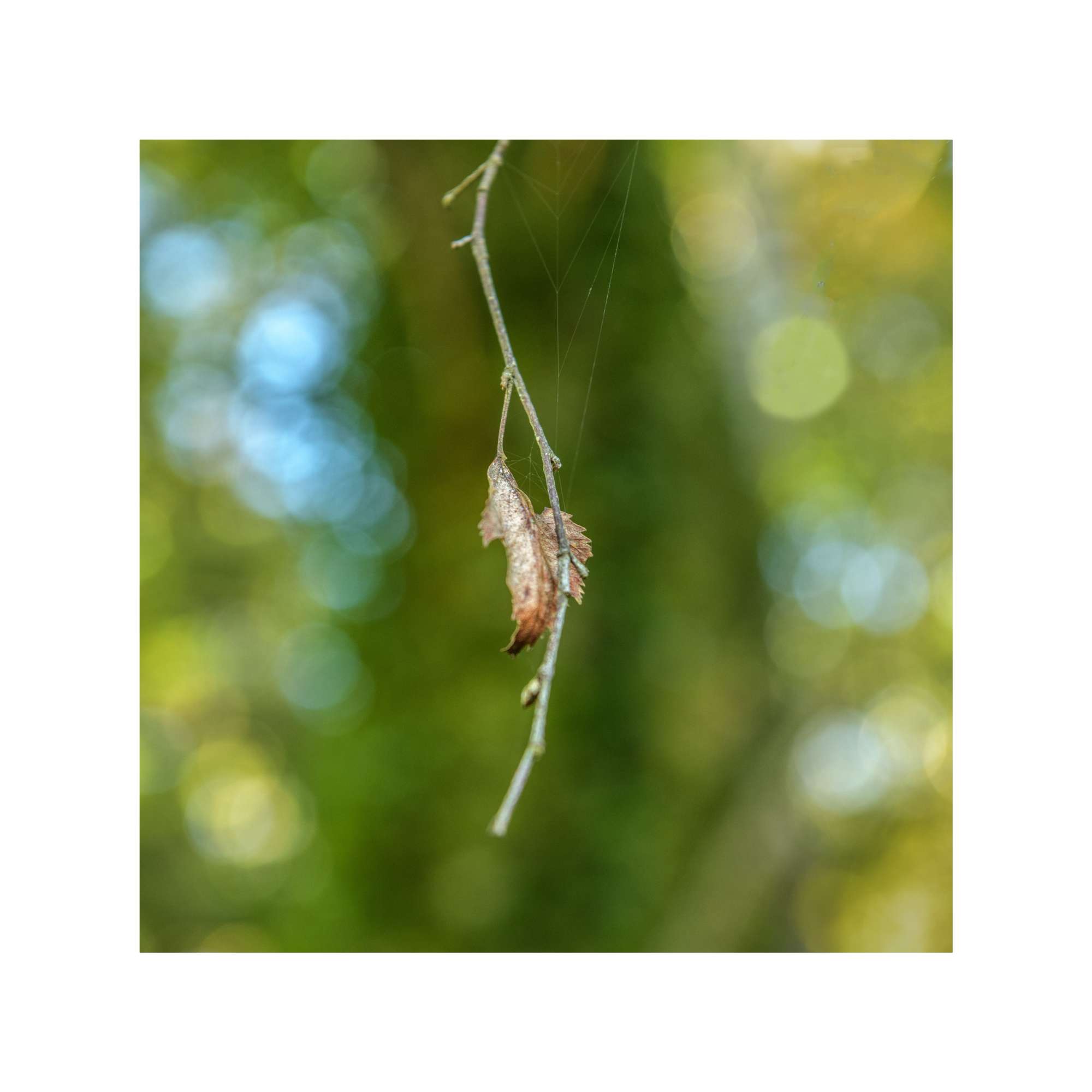 Expressive Woodland Study 3 by Michael Pilkington