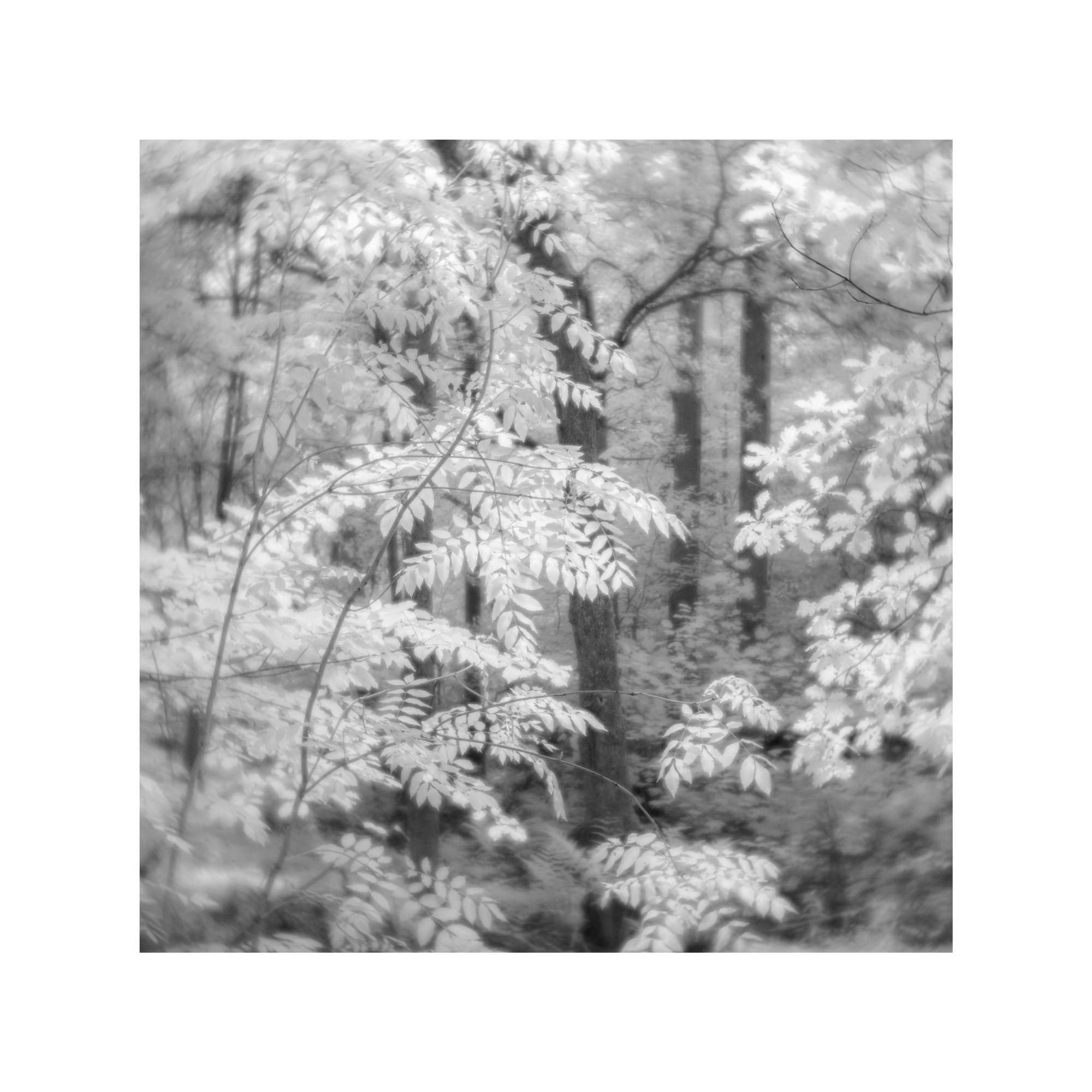 Woodland Study in Iinfra-red 4 by Michael Pilkington