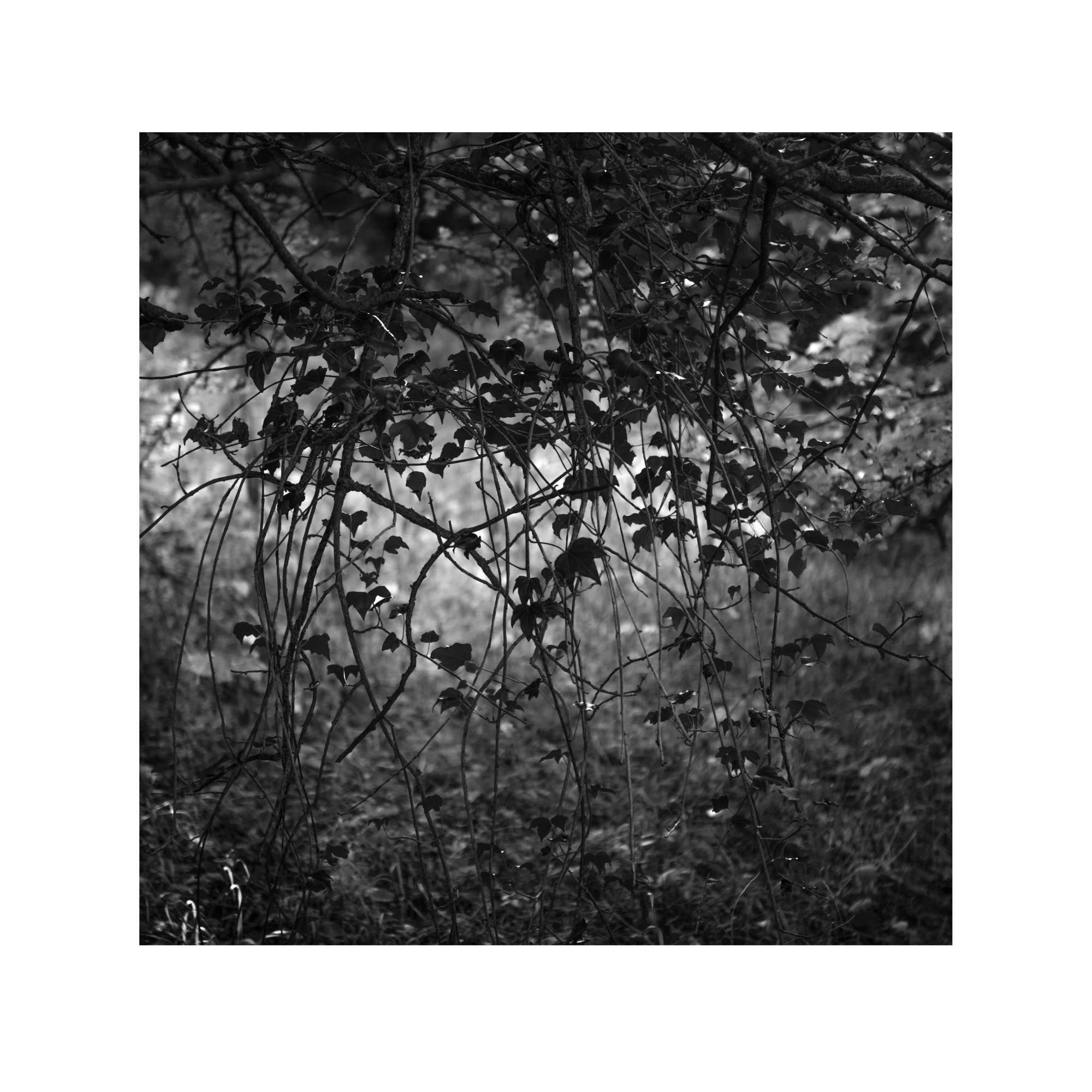 Woodland Study 2 by Paul Gallagher