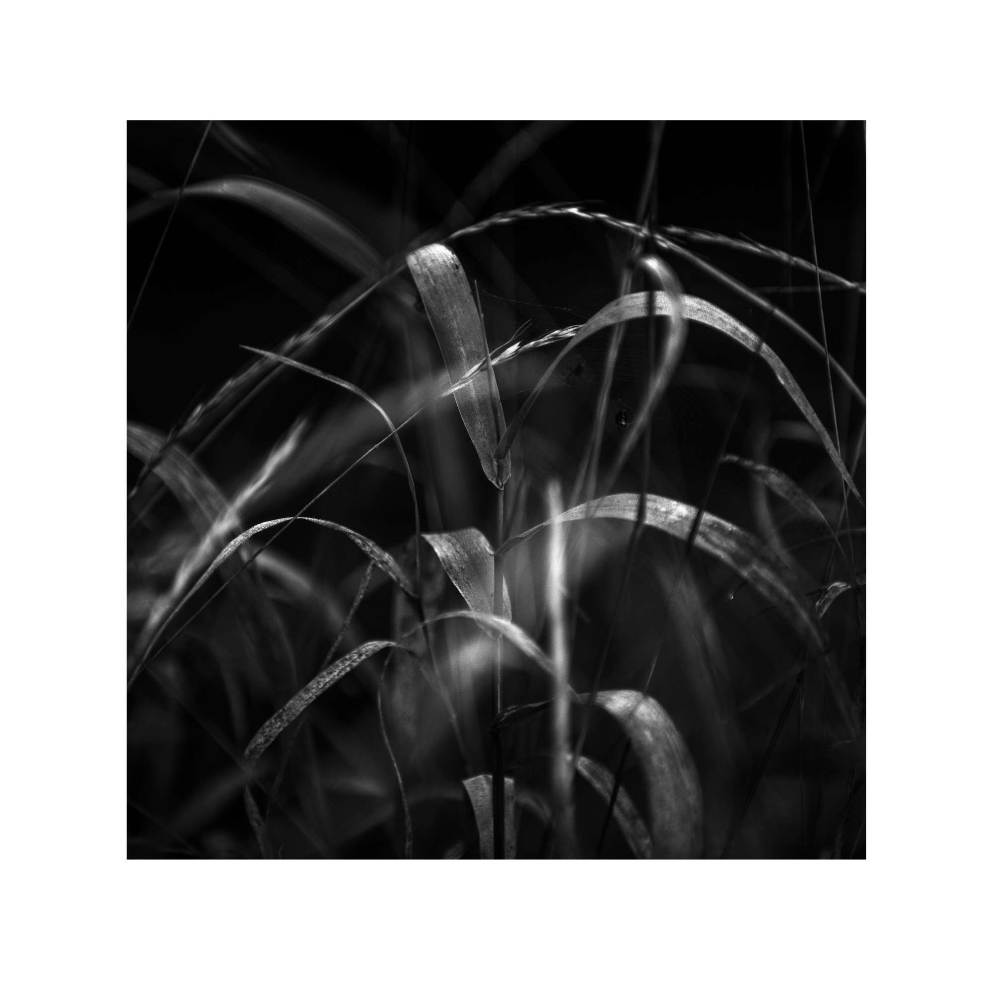 Expressive Woodland Study 4 by Paul Gallagher