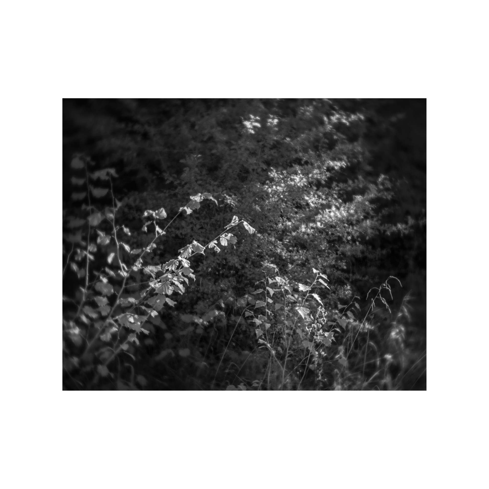 Woodland Study 5 by Paul Gallagher